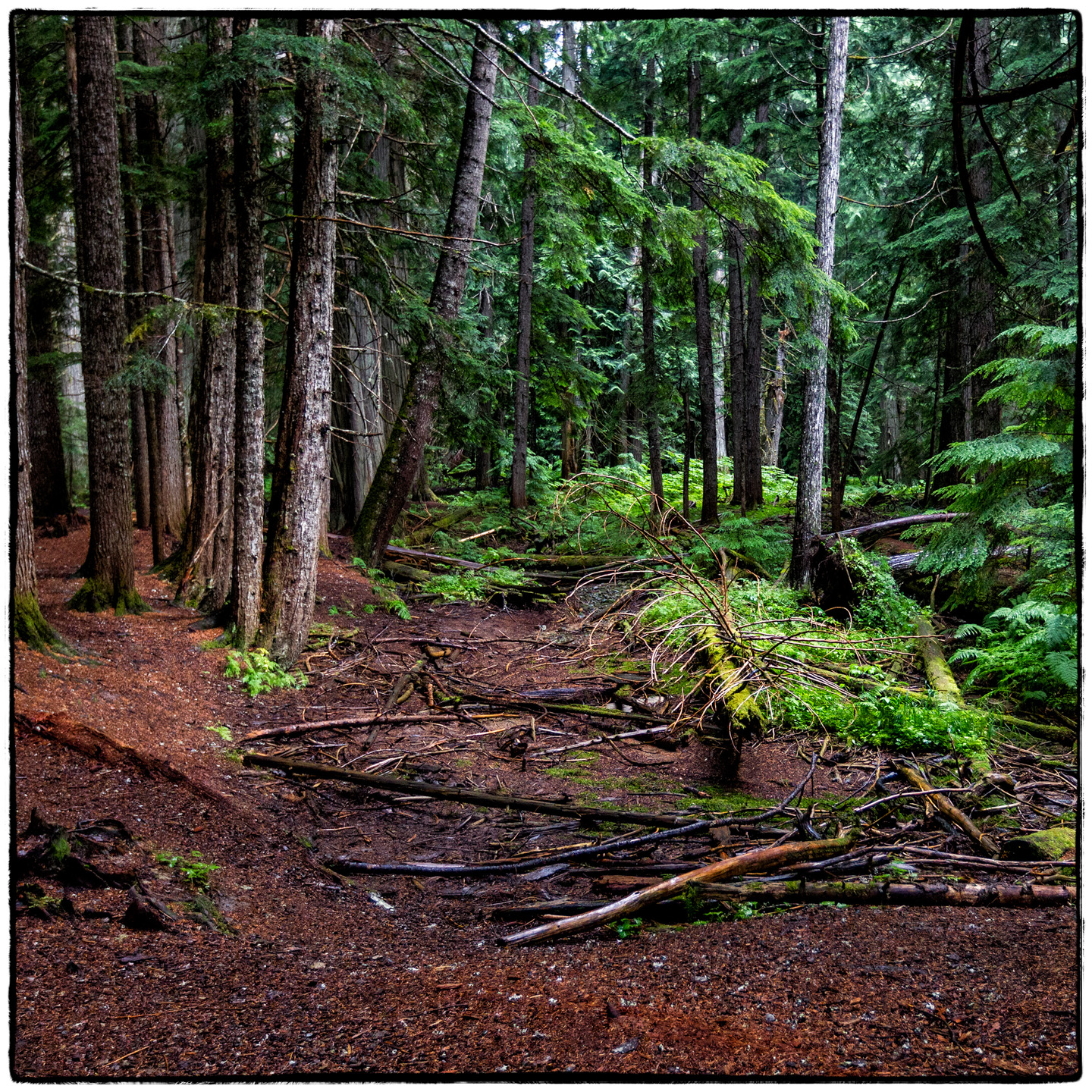 Ross Creek Cedars State Park, Montana