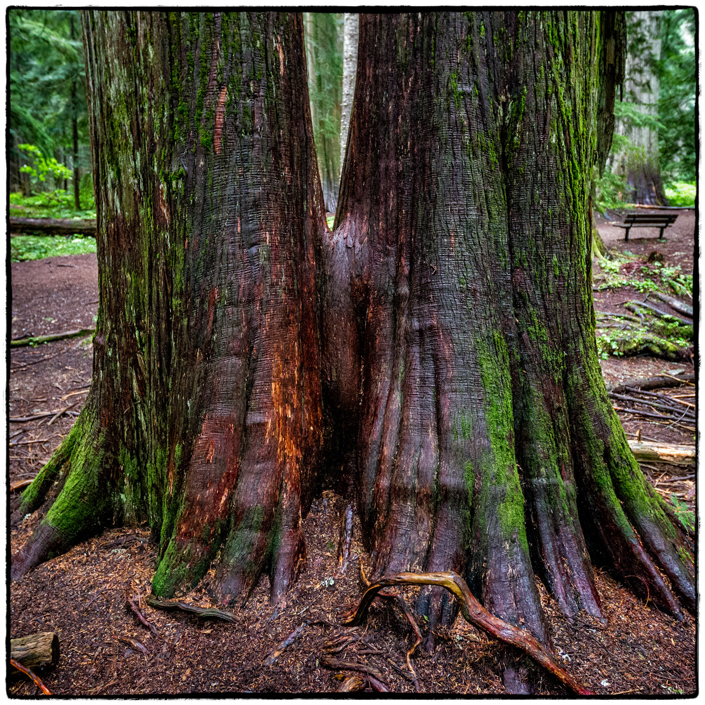 Ross Creek Cedars State Park, Montana