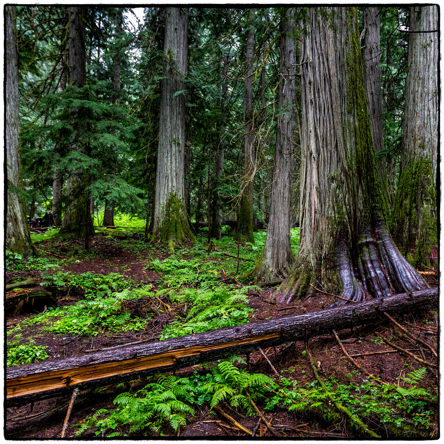 Ross Creek Cedars State Park, Montana