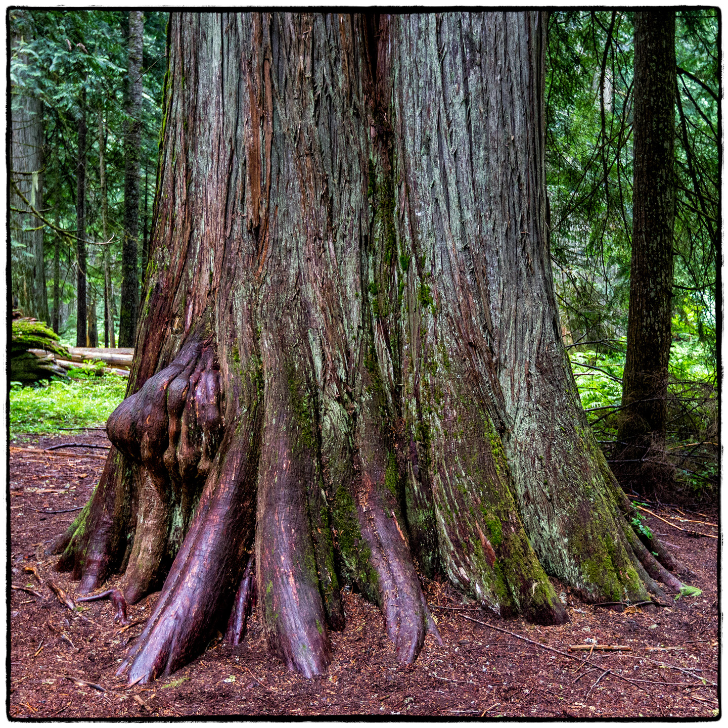 Ross Creek Cedars State Park, Montana