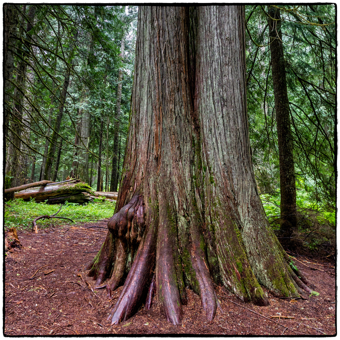 Ross Creek Cedars State Park, Montana