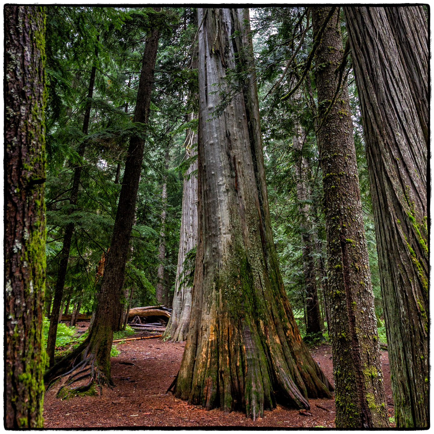 Ross Creek Cedars State Park, Montana