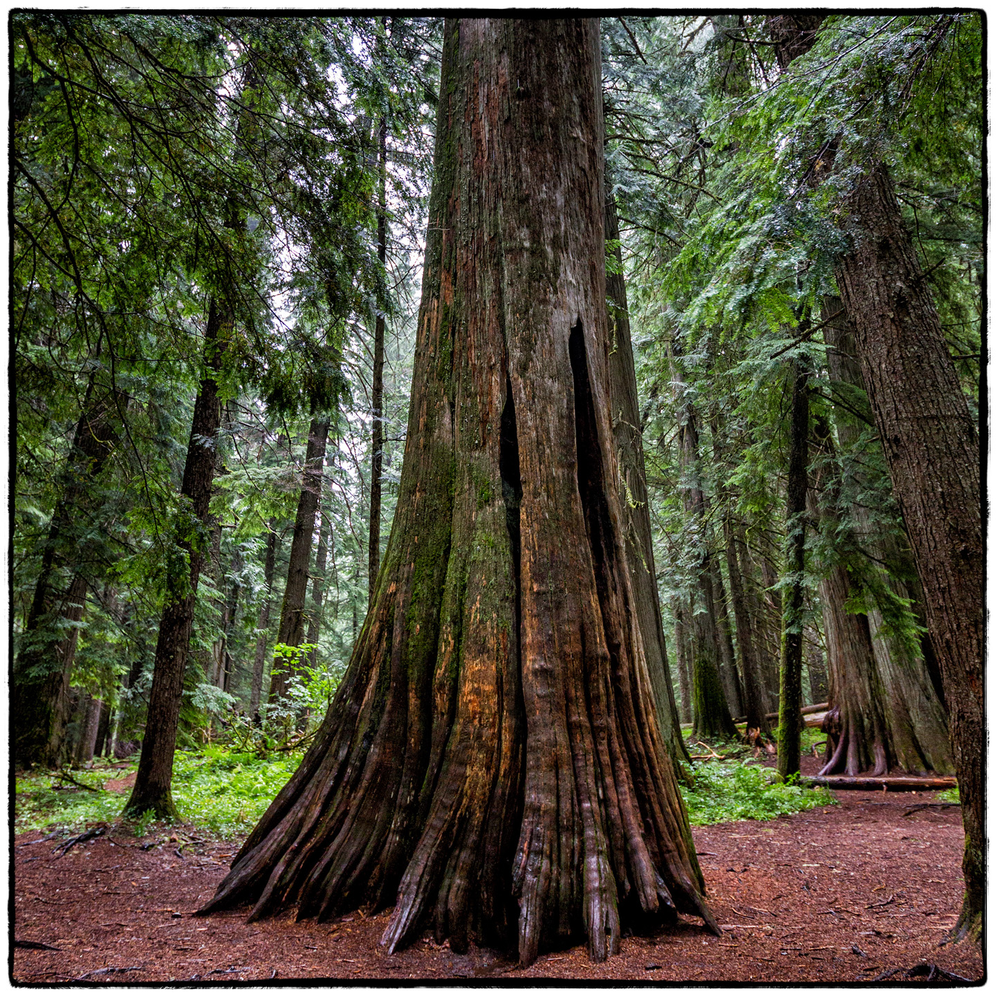 Ross Creek Cedars State Park, Montana