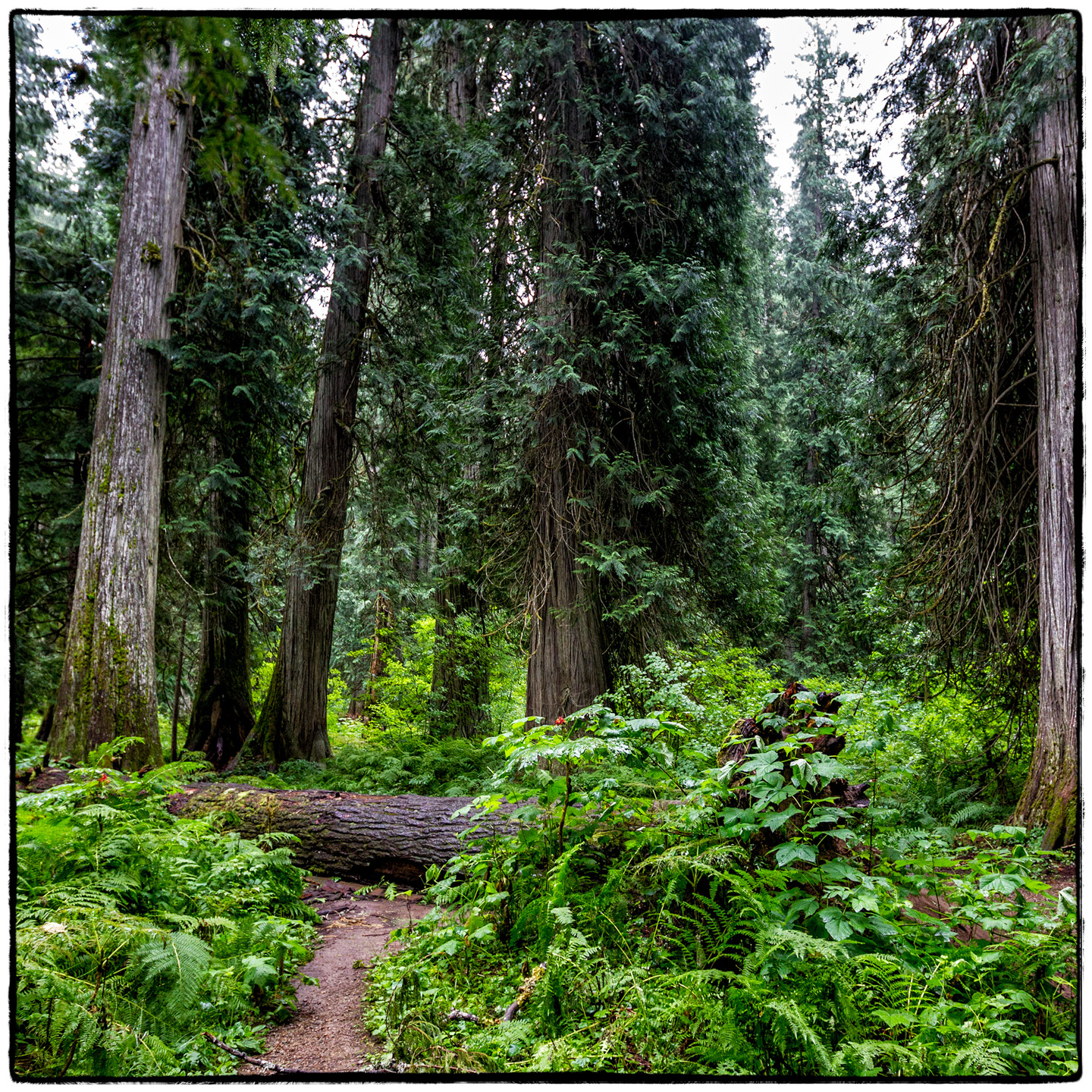 Ross Creek Cedars State Park, Montana