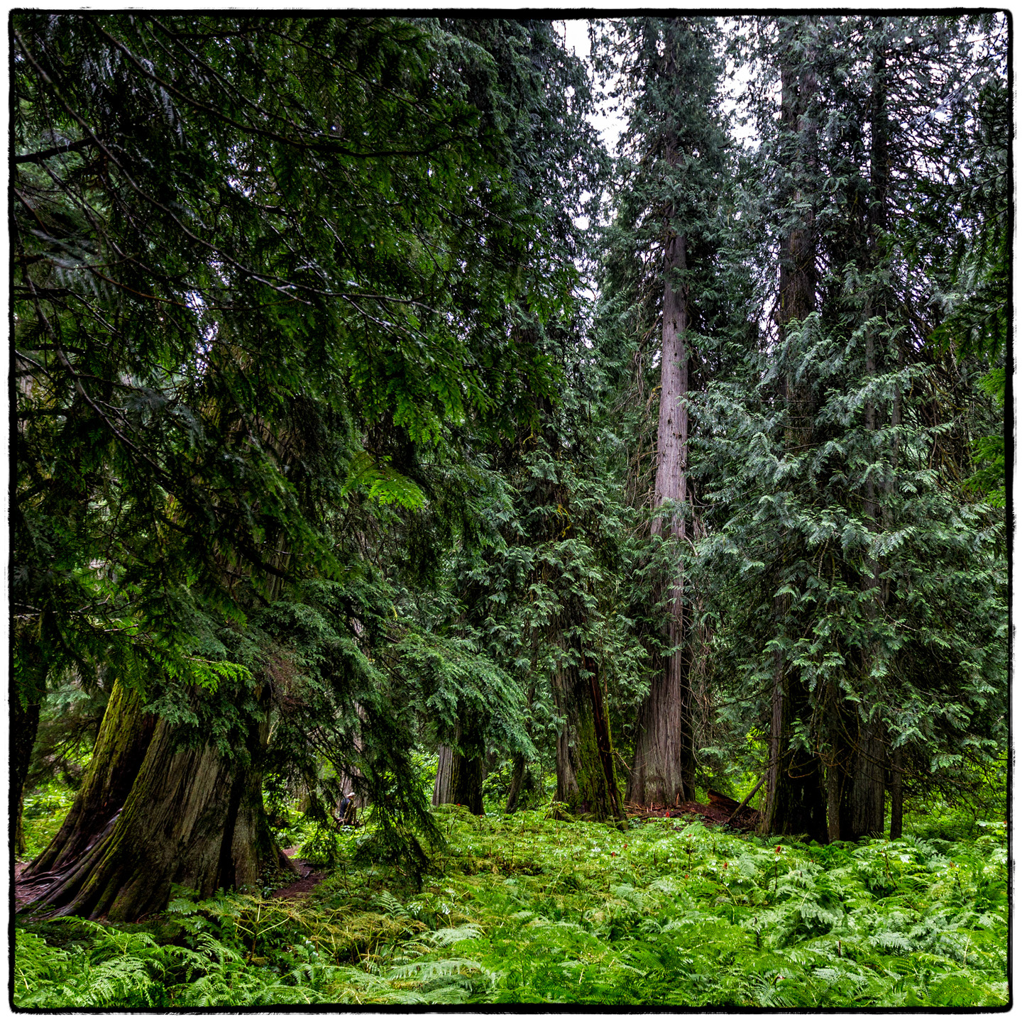 Ross Creek Cedars State Park, Montana