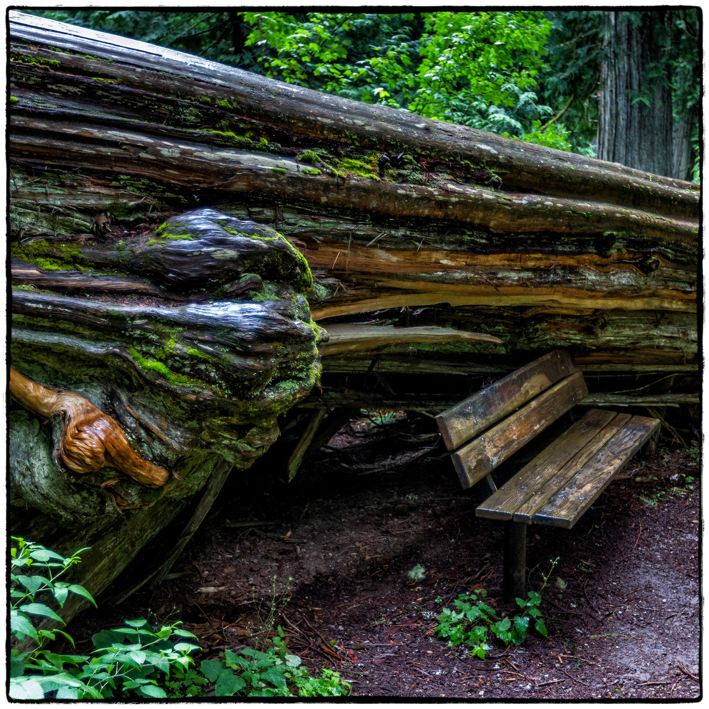 Ross Creek Cedars State Park, Montana