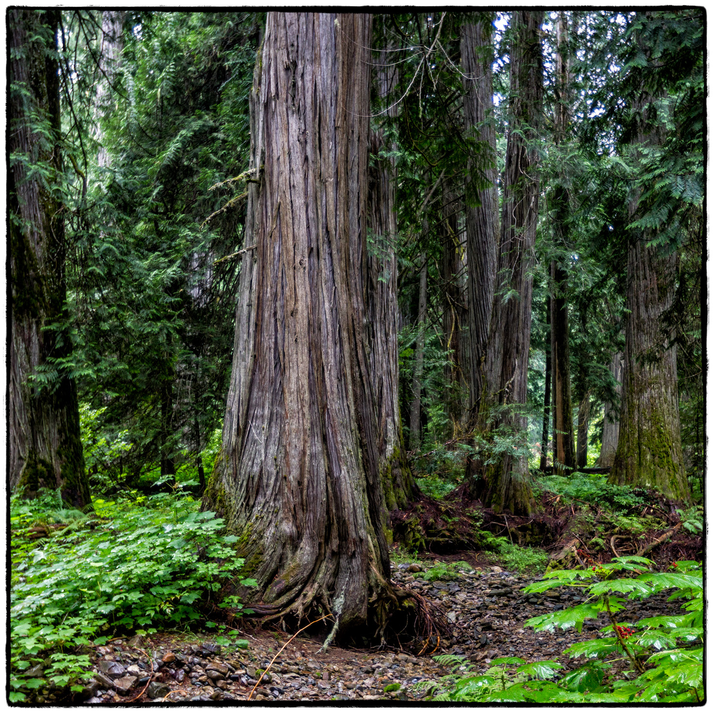 Ross Creek Cedars State Park, Montana
