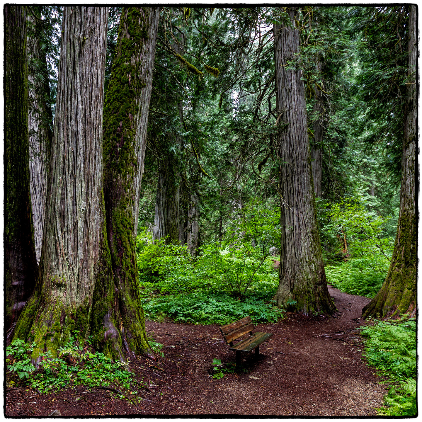 Ross Creek Cedars State Park, Montana