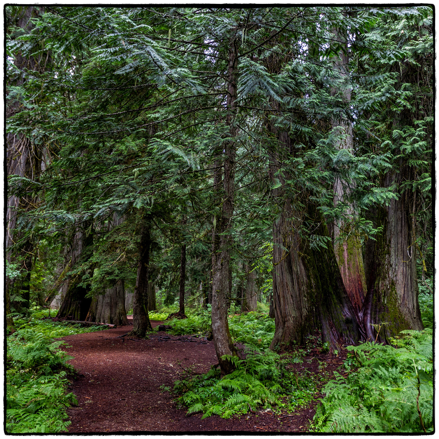 Ross Creek Cedars State Park, Montana