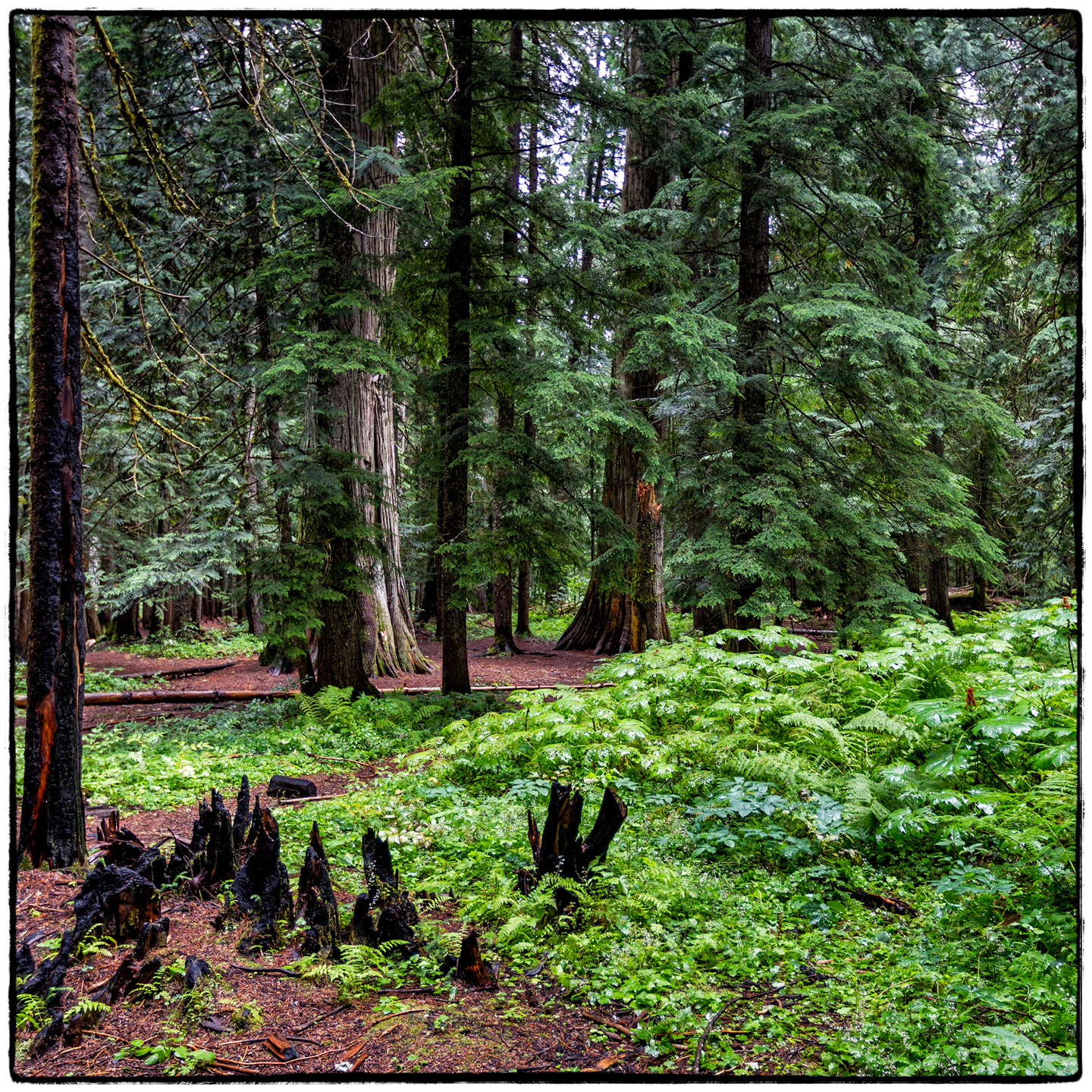 Ross Creek Cedars State Park, Montana