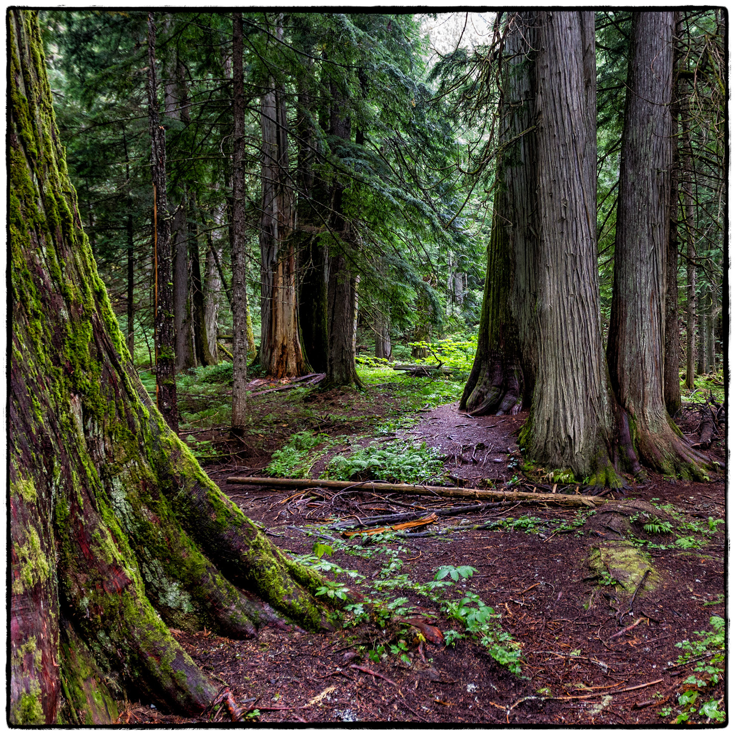 Ross Creek Cedars State Park, Montana