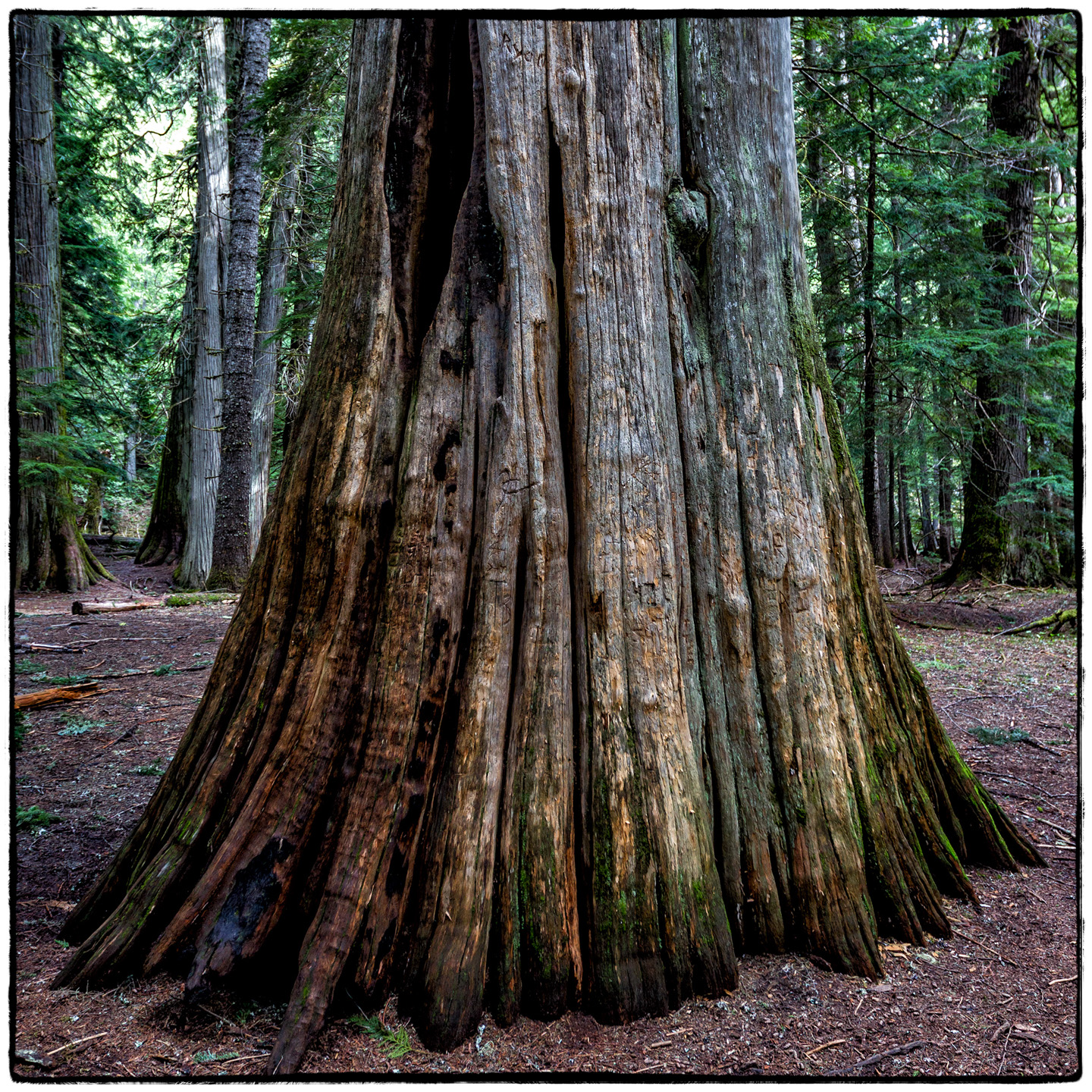 Ross Creek Cedars State Park, Montana