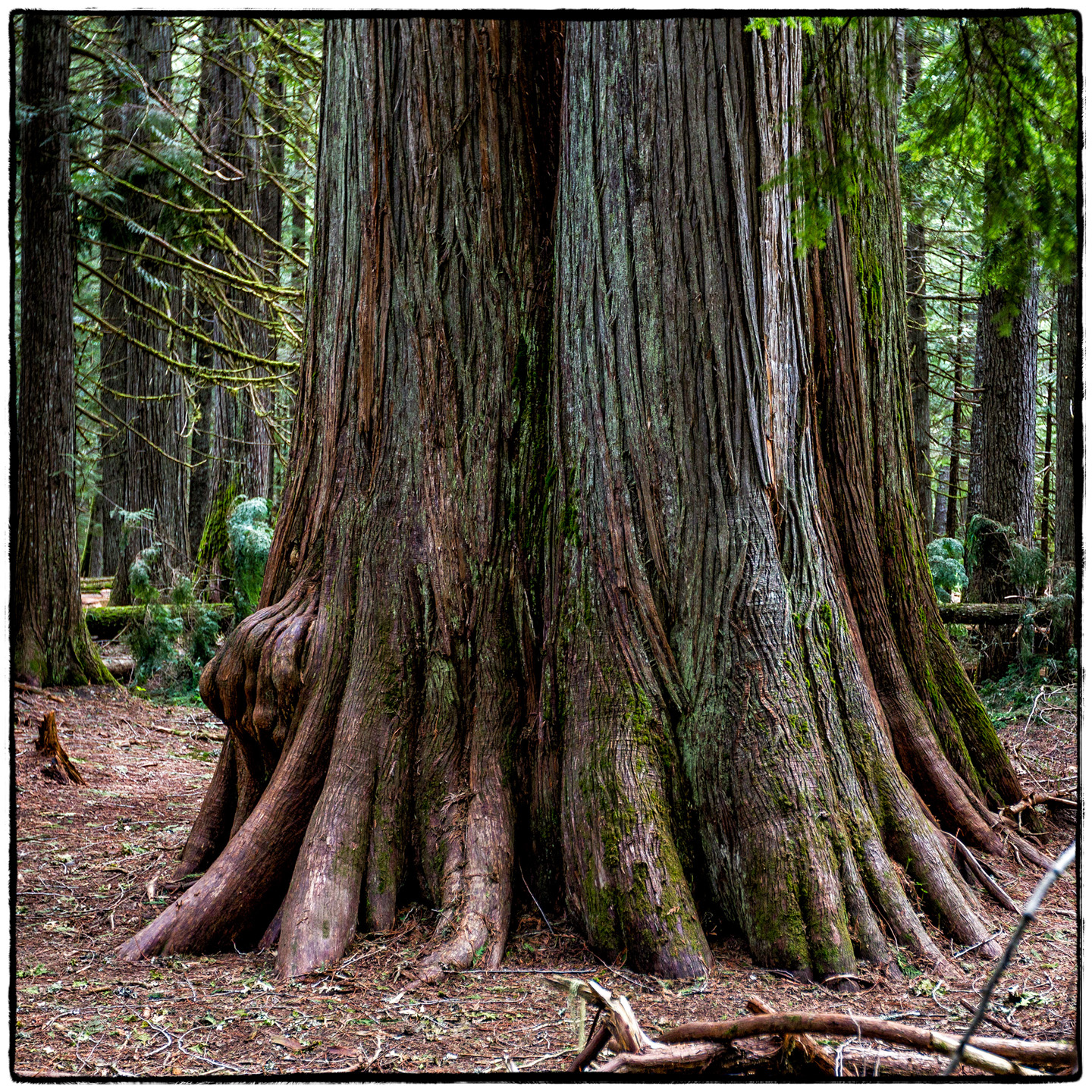 Ross Creek Cedars State Park, Montana