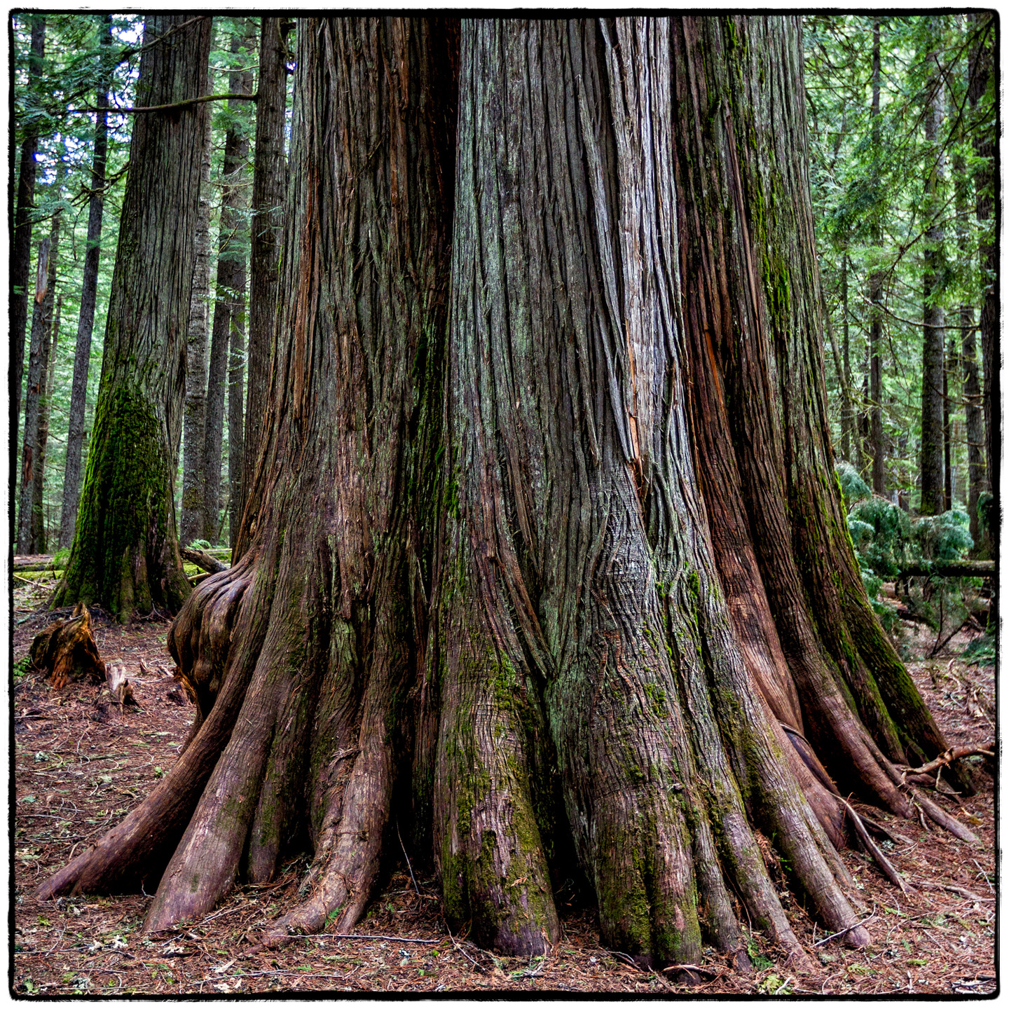 Ross Creek Cedars State Park, Montana