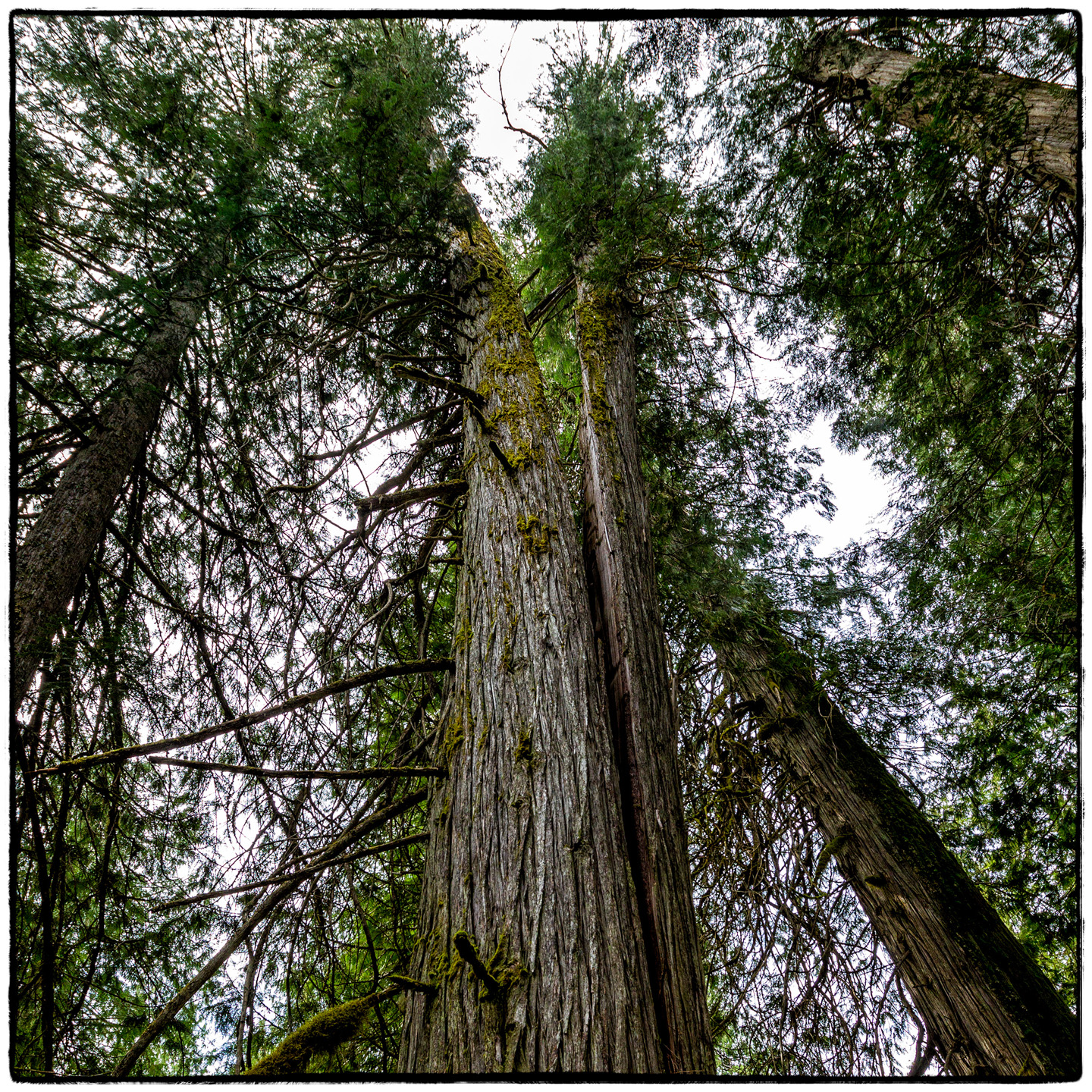Ross Creek Cedars State Park, Montana