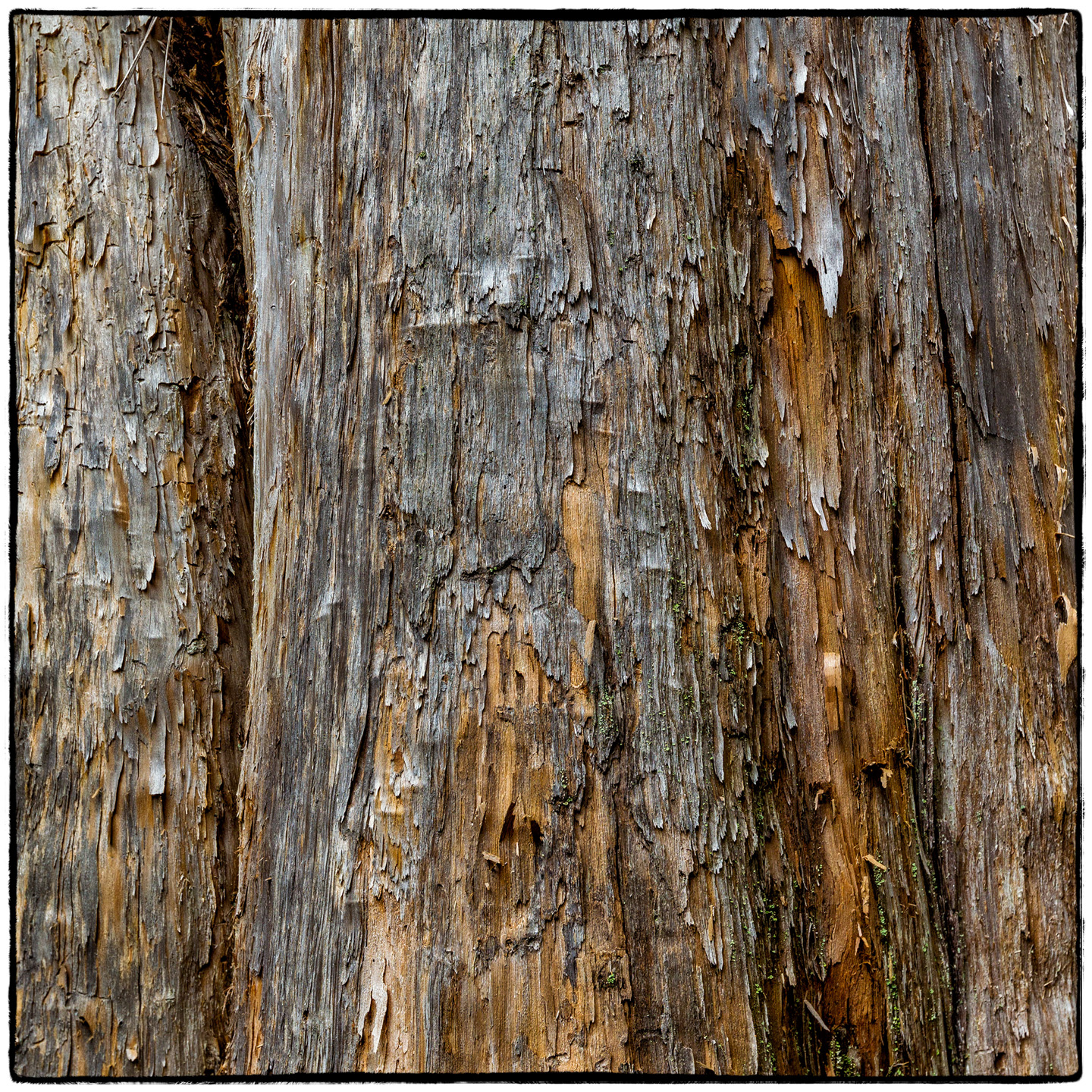 Ross Creek Cedars State Park, Montana