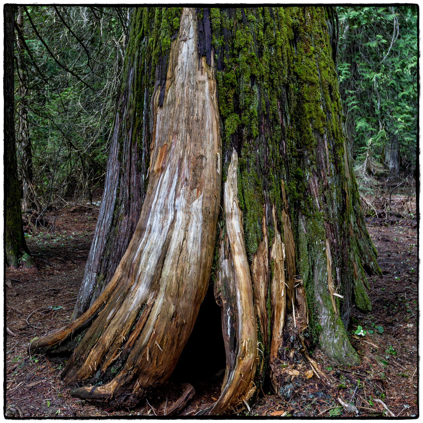 Ross Creek Cedars State Park, Montana