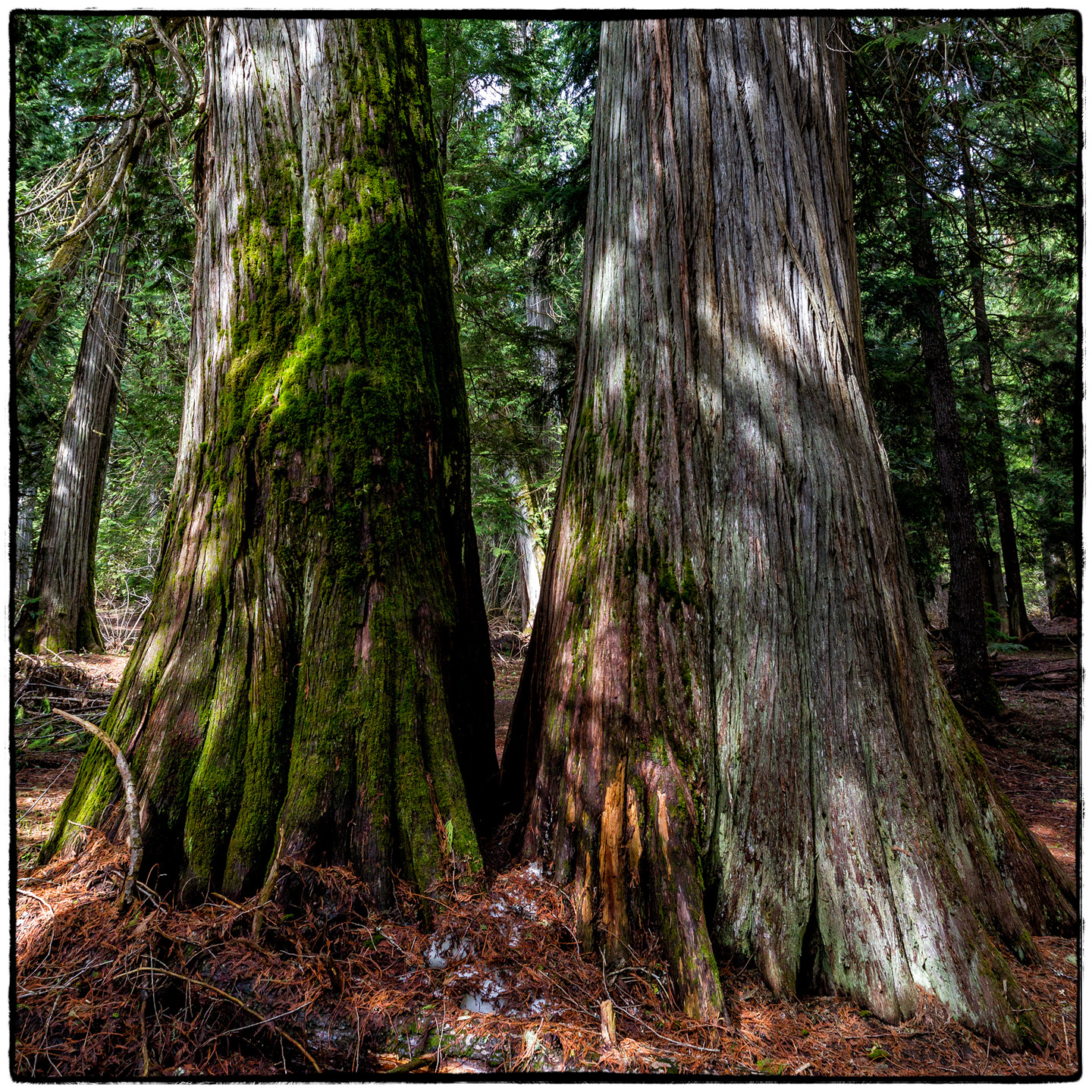 Ross Creek Cedars State Park, Montana