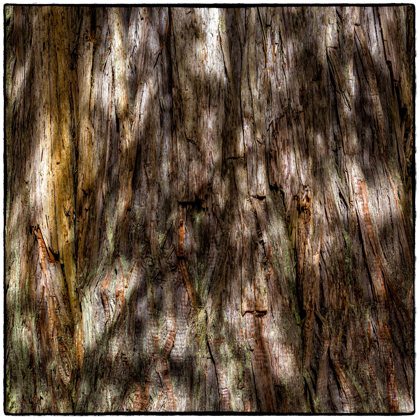 Ross Creek Cedars State Park, Montana