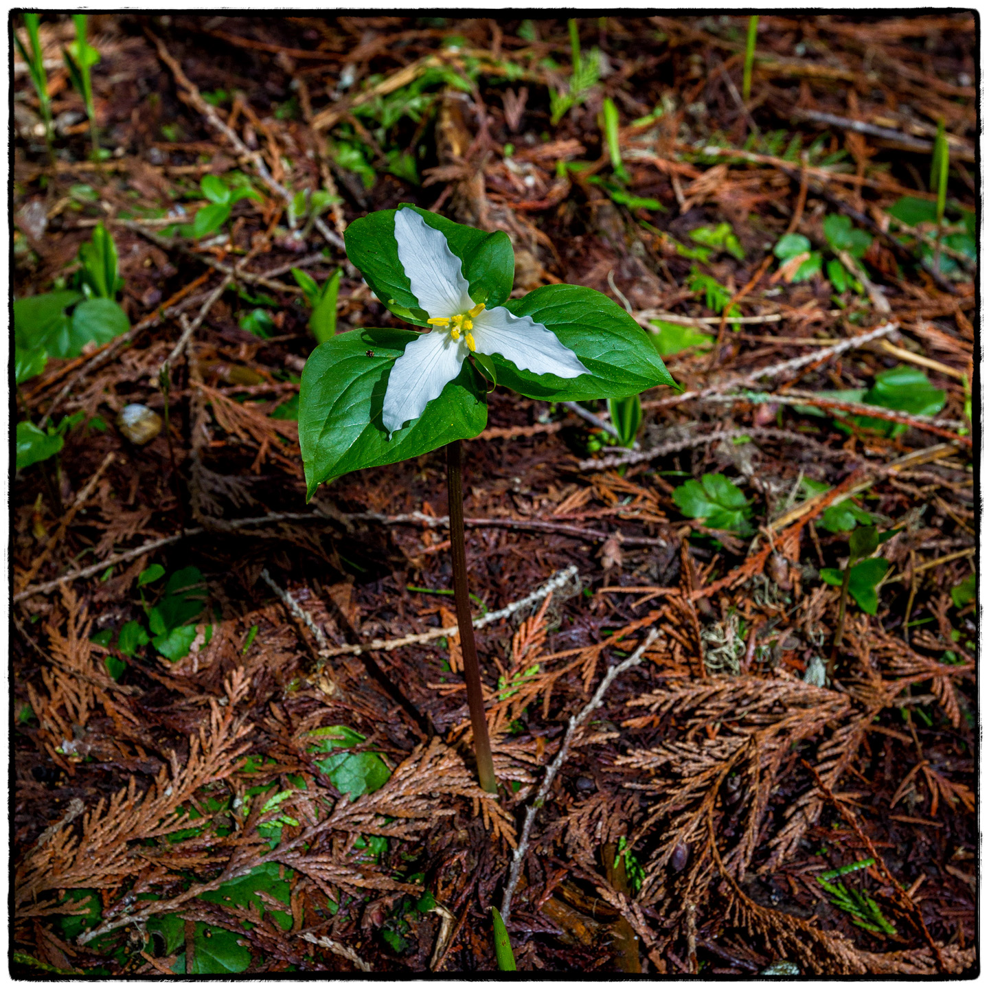 Ross Creek Cedars State Park, Montana