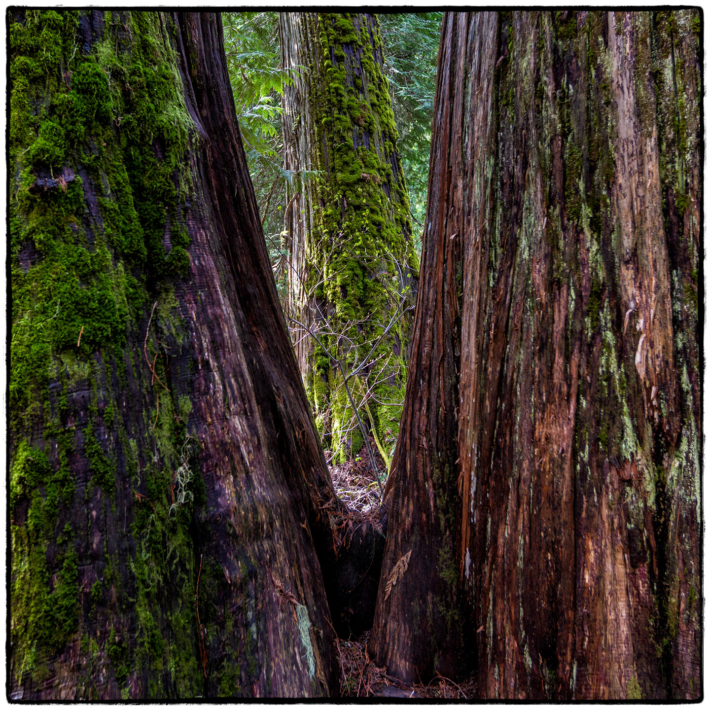 Ross Creek Cedars State Park, Montana