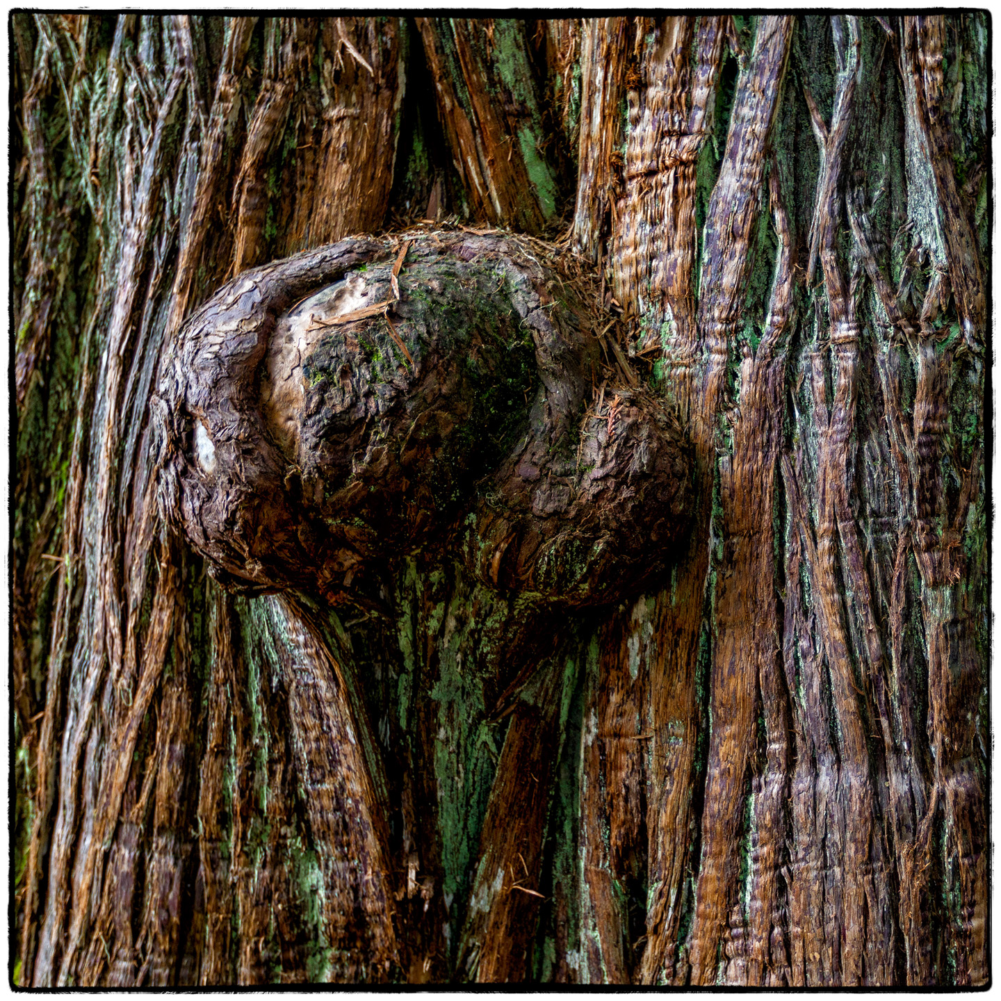 Ross Creek Cedars State Park, Montana