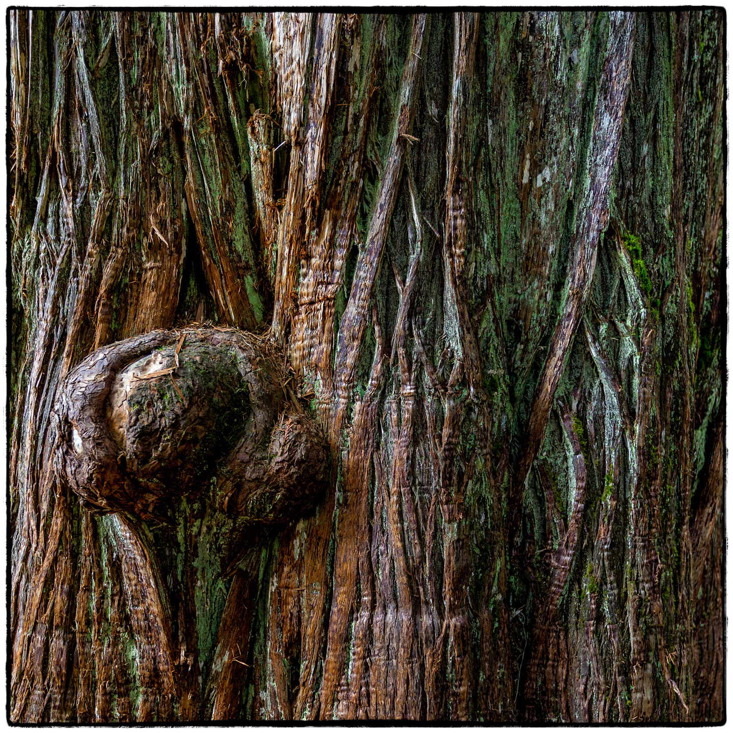 Ross Creek Cedars State Park, Montana