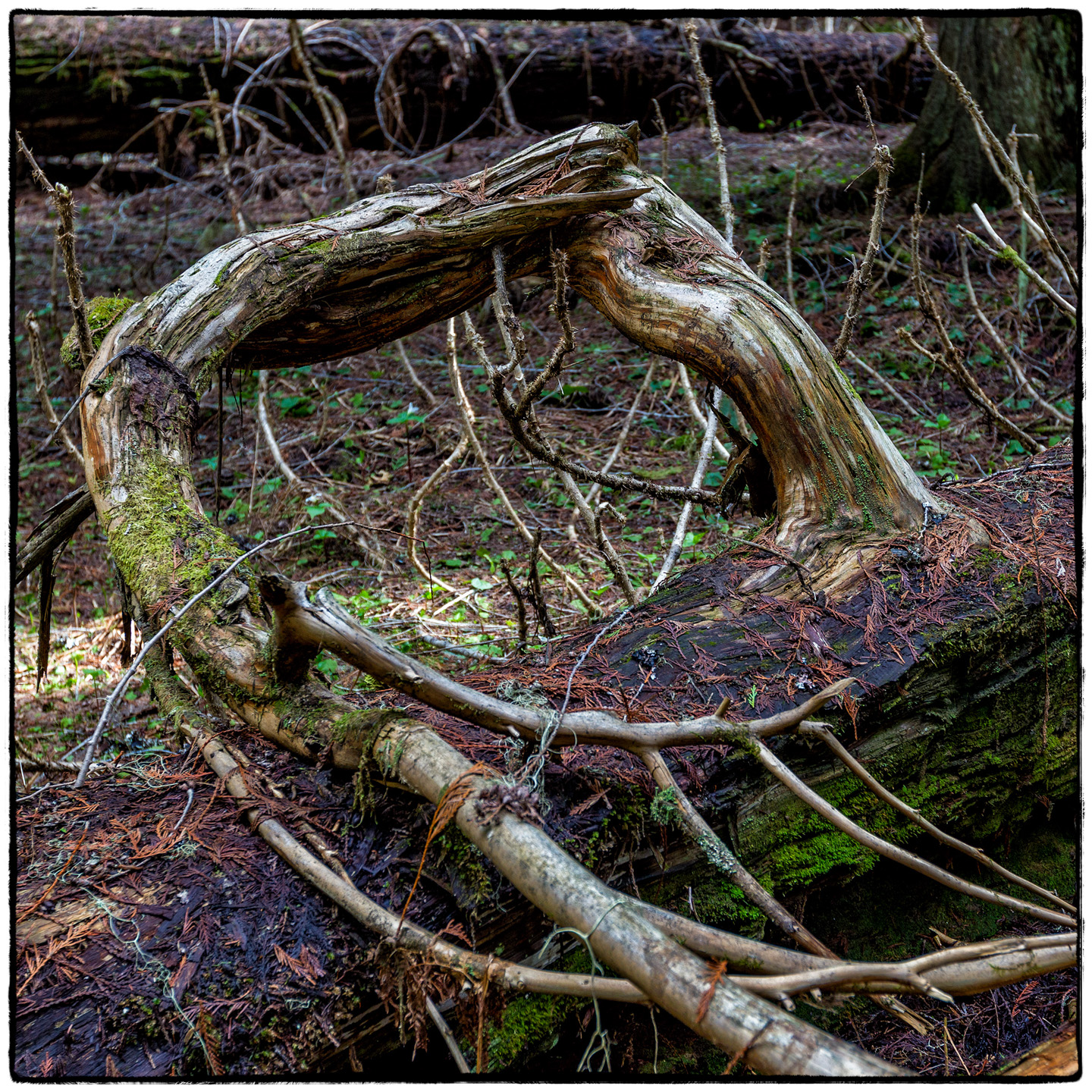 Ross Creek Cedars State Park, Montana