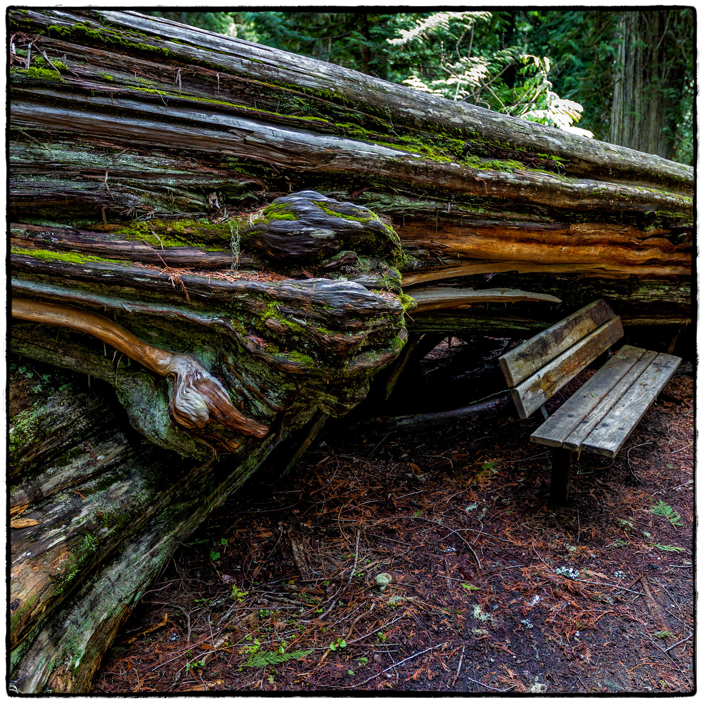 Ross Creek Cedars State Park, Montana
