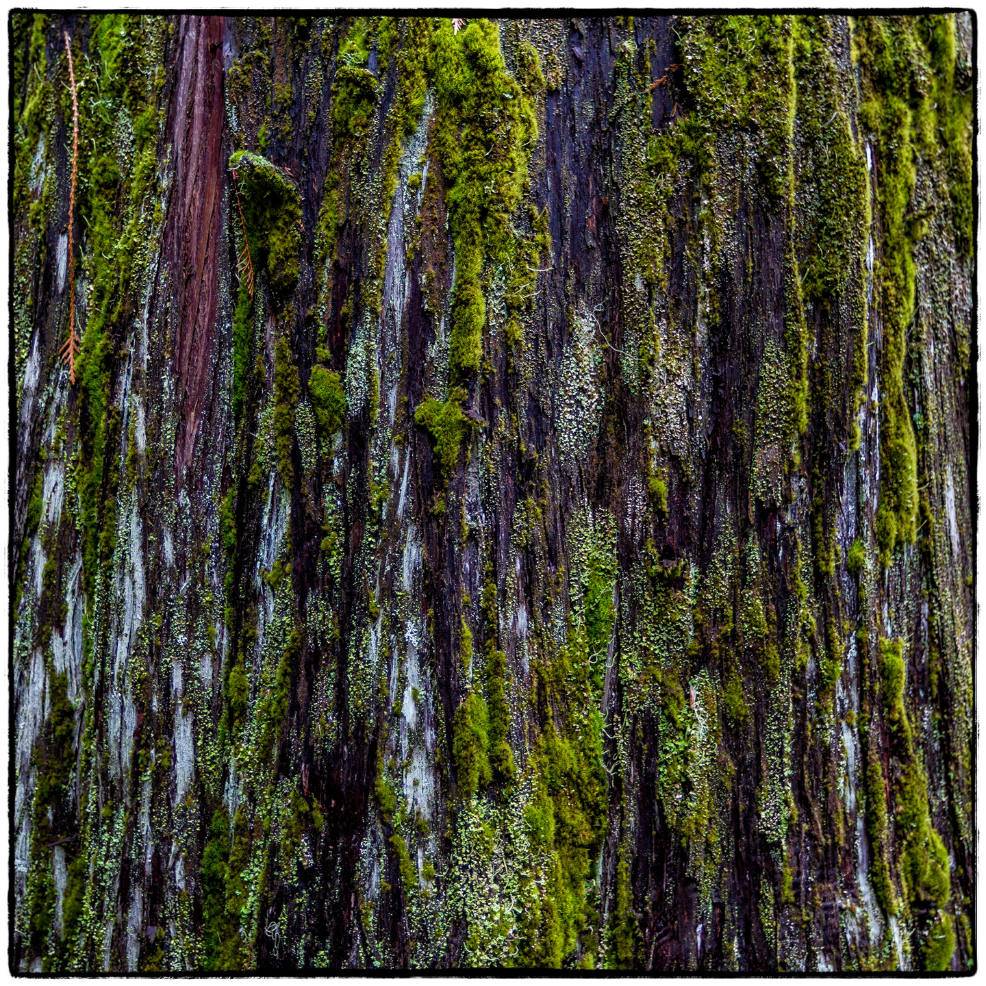 Ross Creek Cedars State Park, Montana