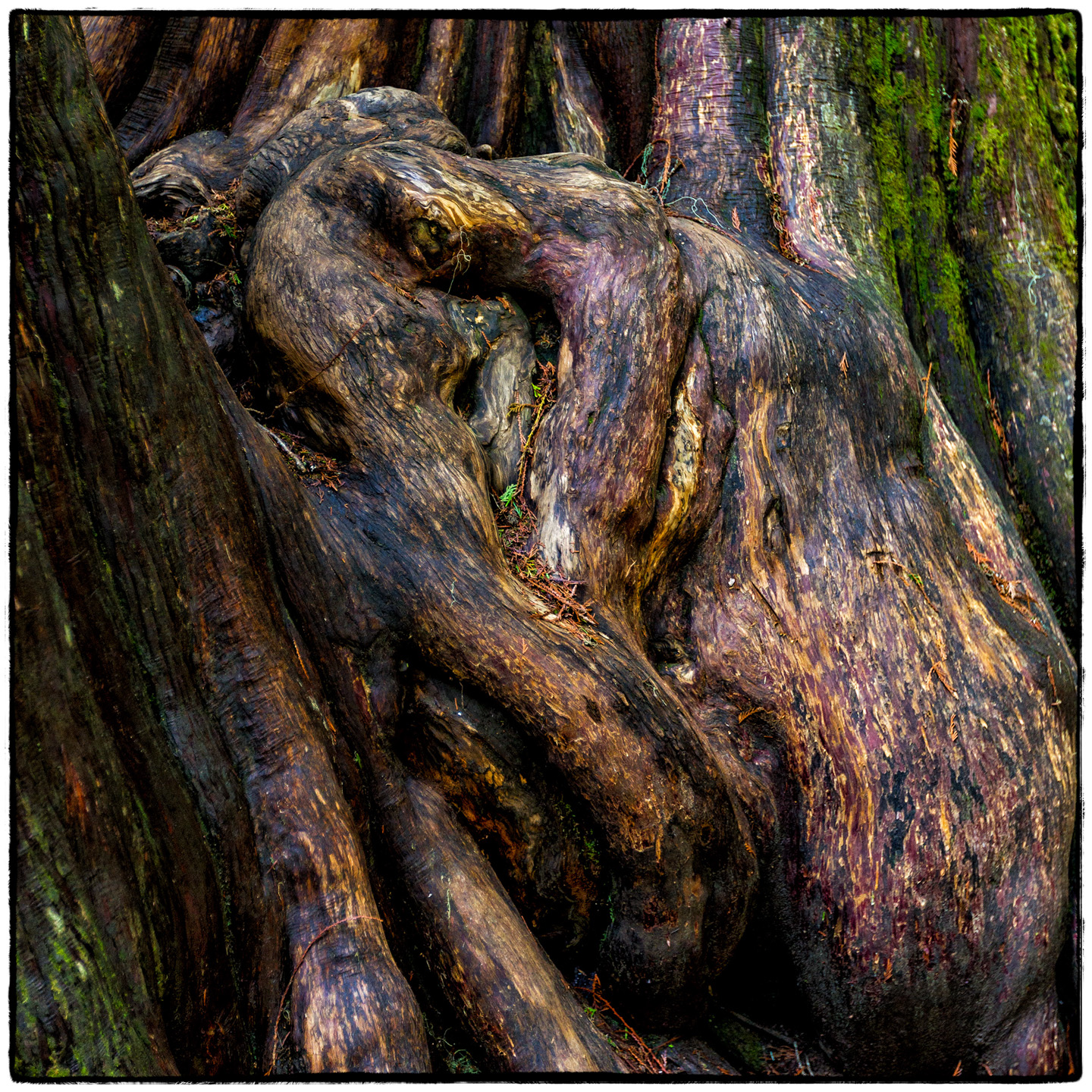 Ross Creek Cedars State Park, Montana