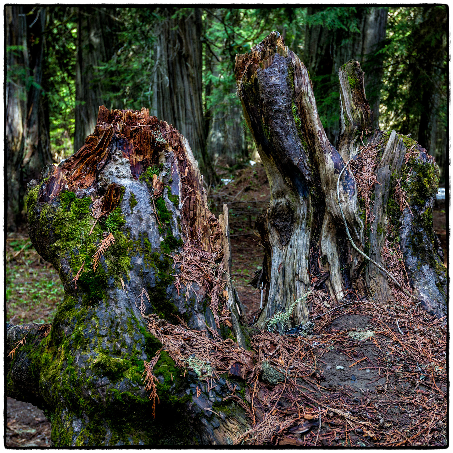 Ross Creek Cedars State Park, Montana