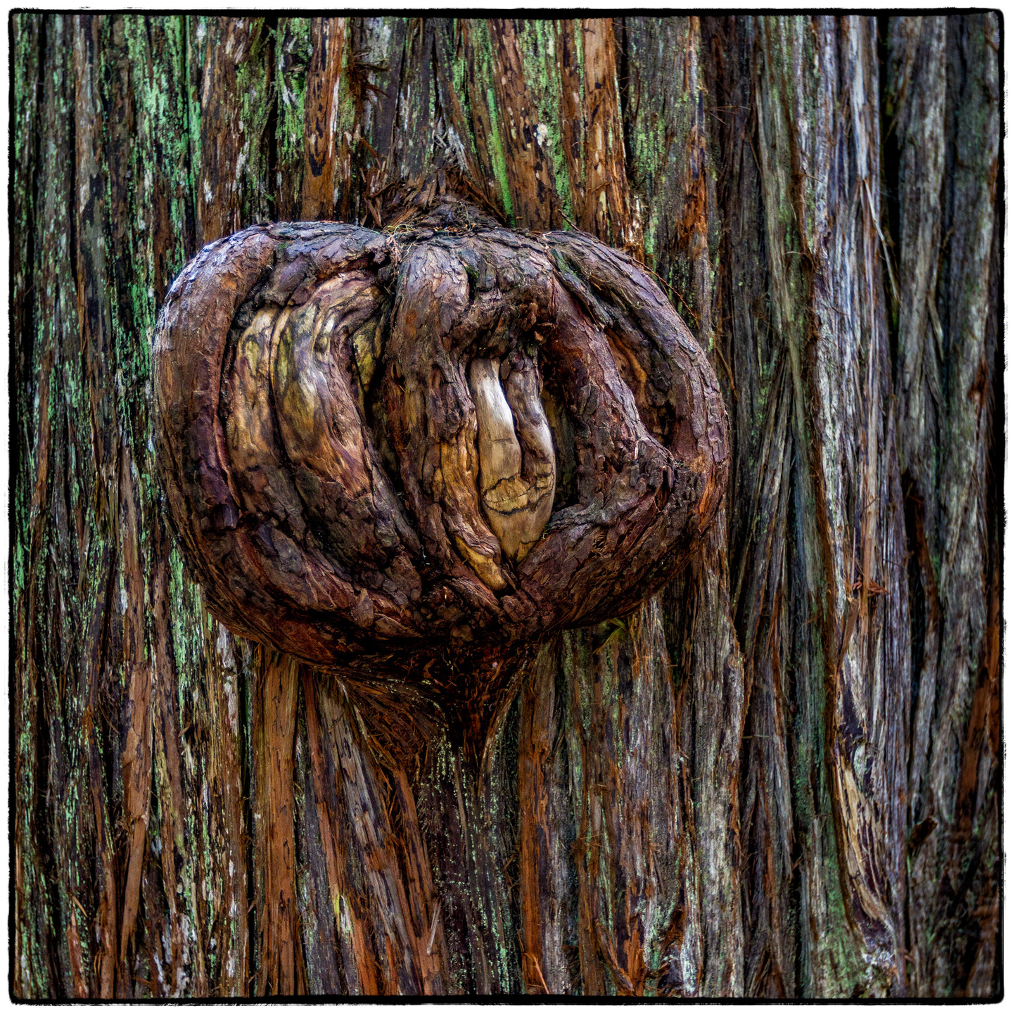 Ross Creek Cedars State Park, Montana