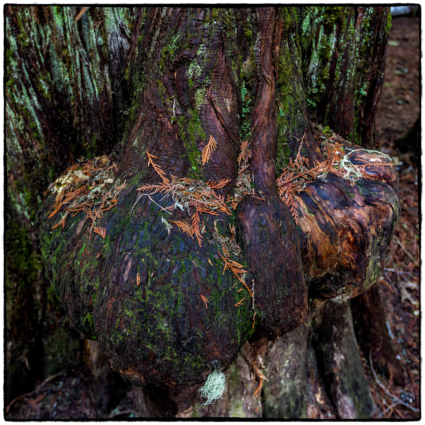 Ross Creek Cedars State Park, Montana