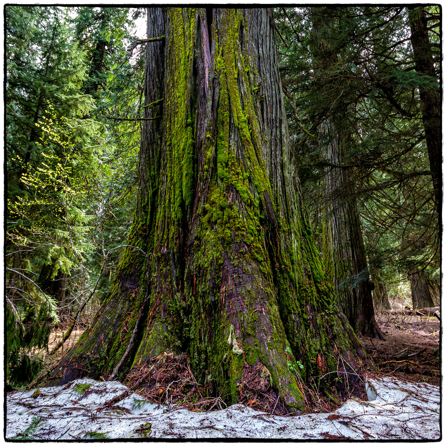 Ross Creek Cedars State Park, Montana