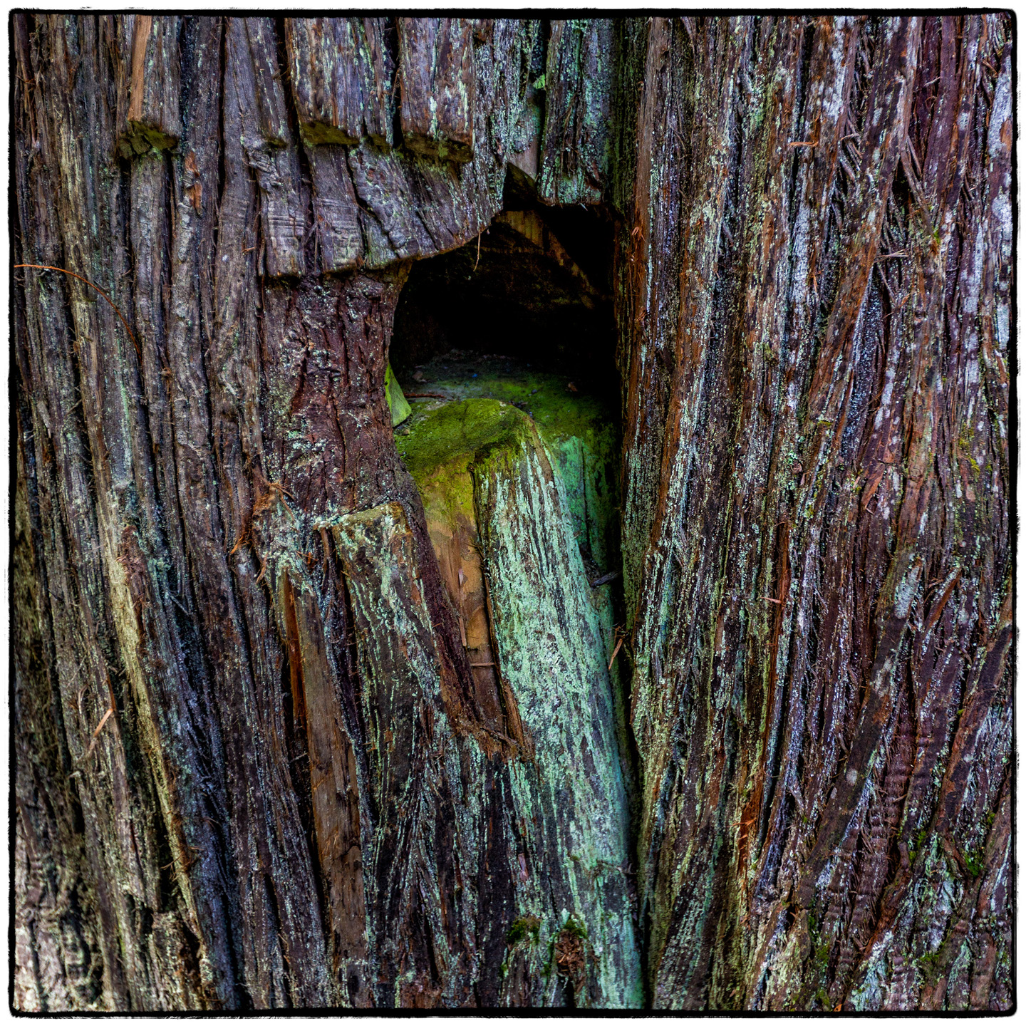 Ross Creek Cedars State Park, Montana