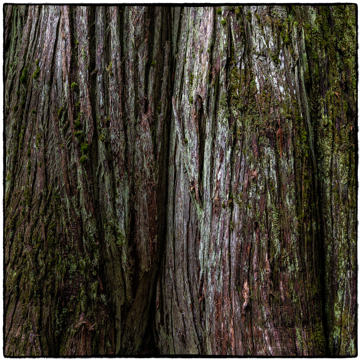 Ross Creek Cedars State Park, Montana