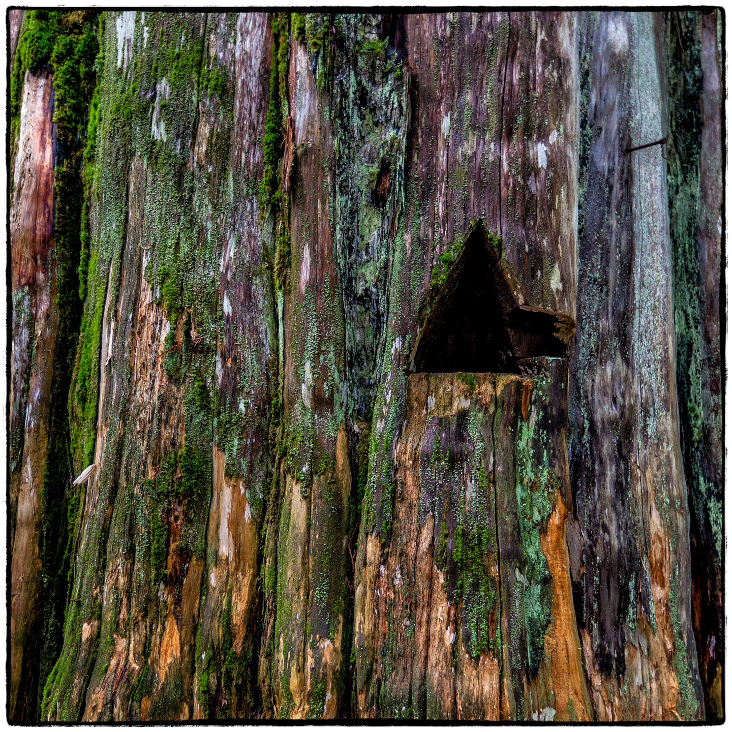 Ross Creek Cedars State Park, Montana