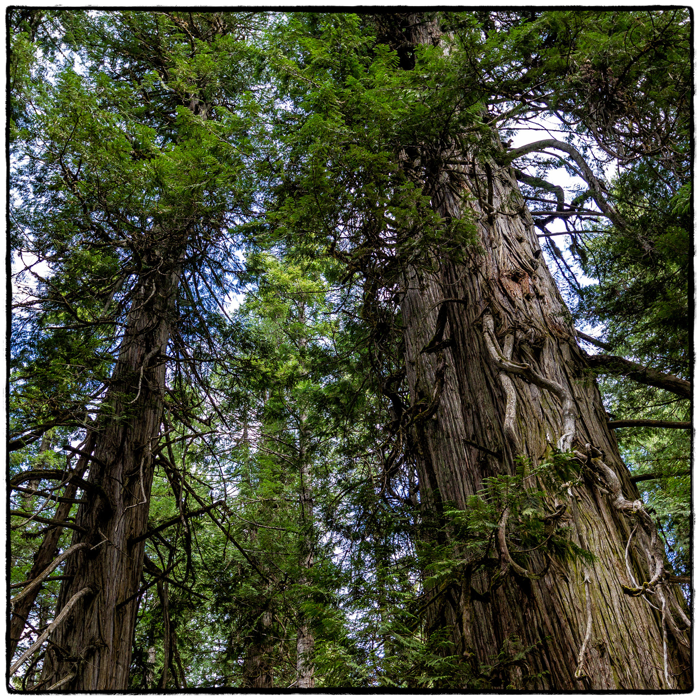 Ross Creek Cedars State Park, Montana