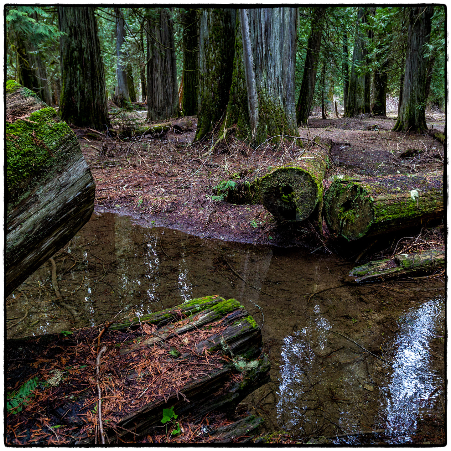 Ross Creek Cedars State Park, Montana