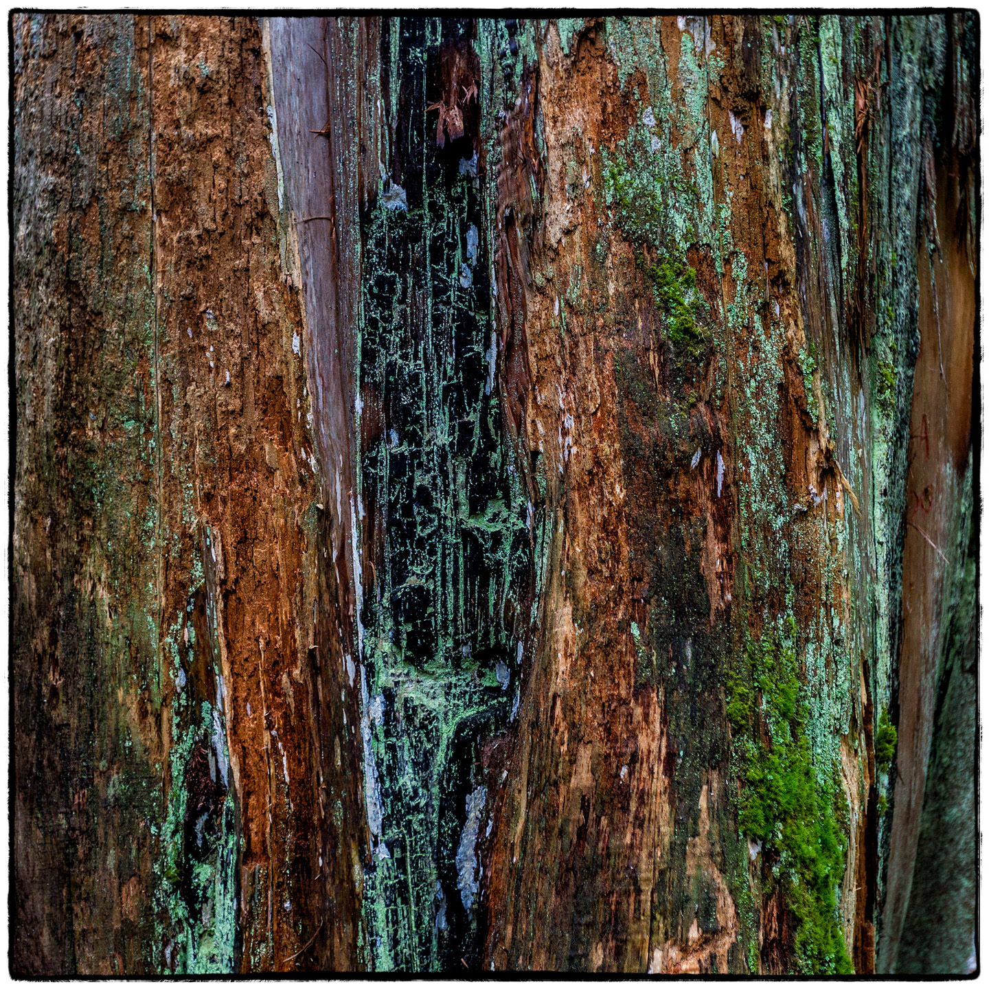 Ross Creek Cedars State Park, Montana