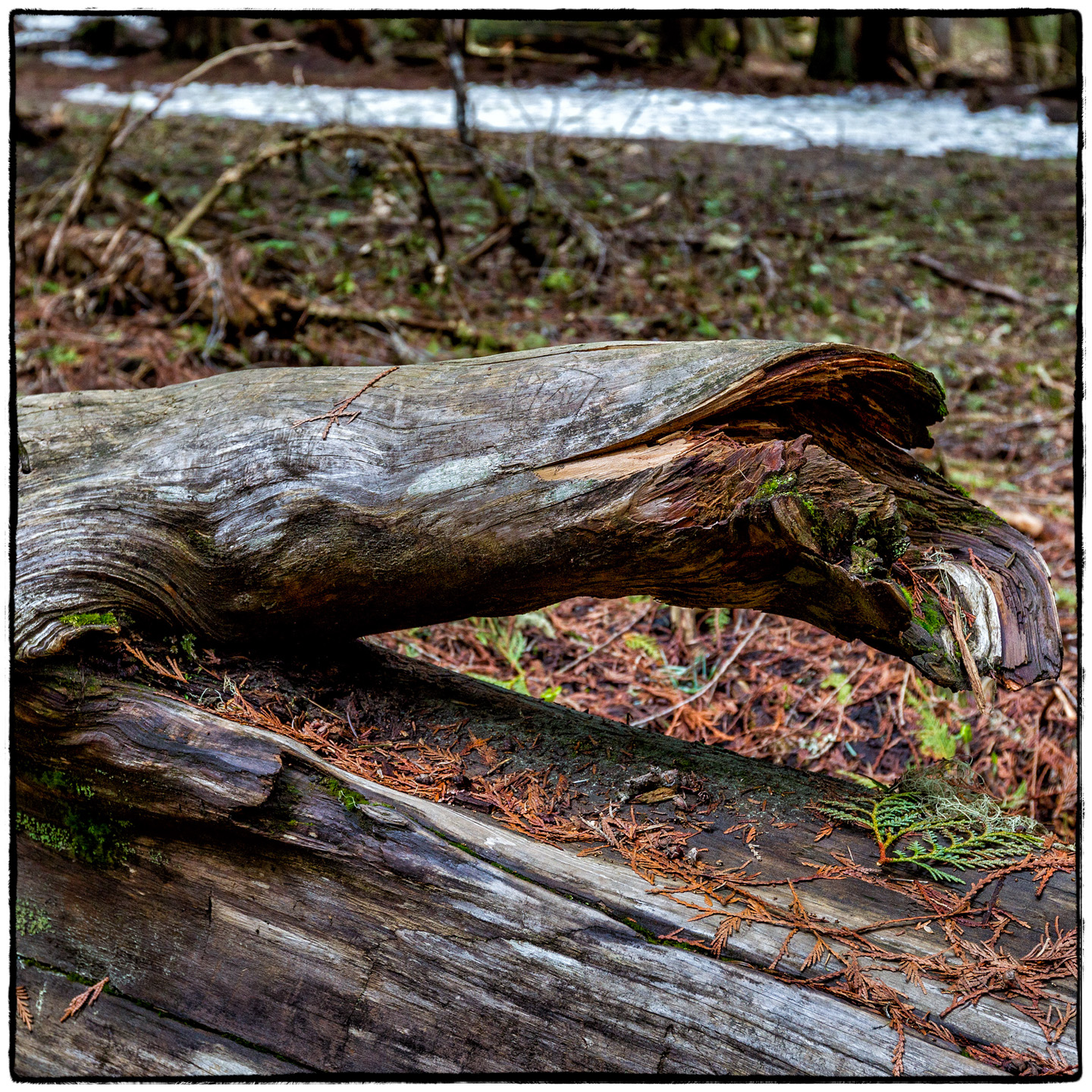 Ross Creek Cedars State Park, Montana