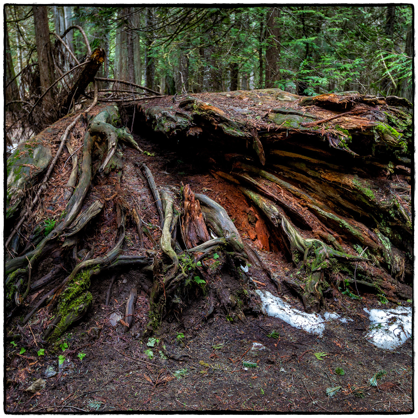 Ross Creek Cedars State Park, Montana