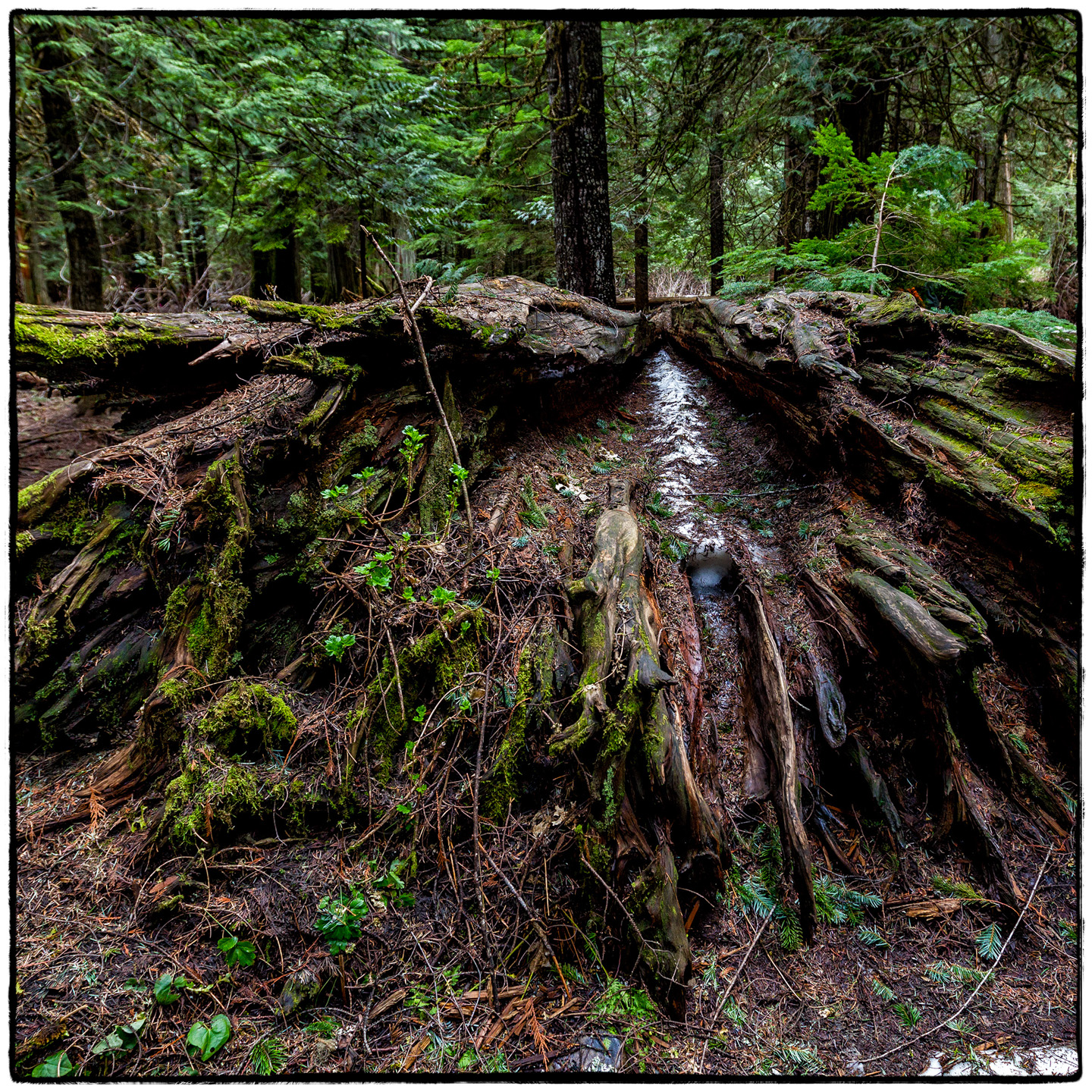 Ross Creek Cedars State Park, Montana
