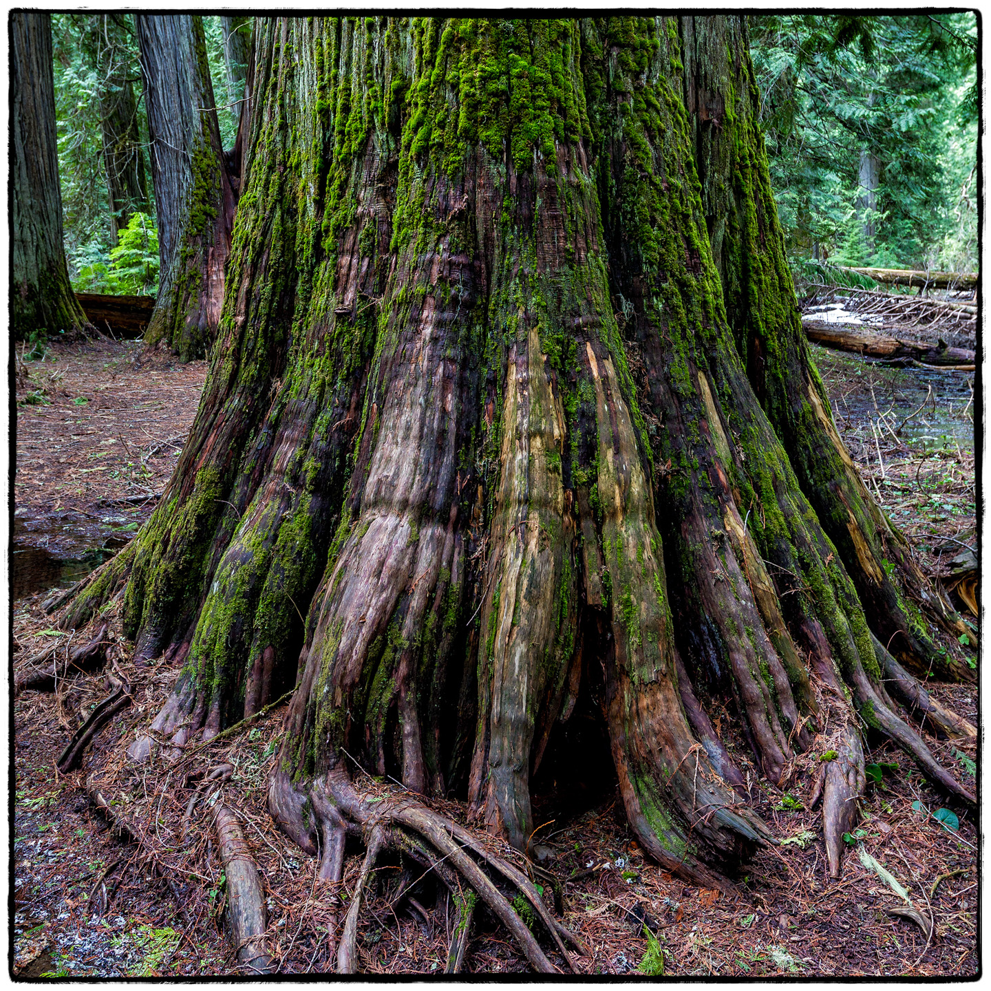 Ross Creek Cedars State Park, Montana