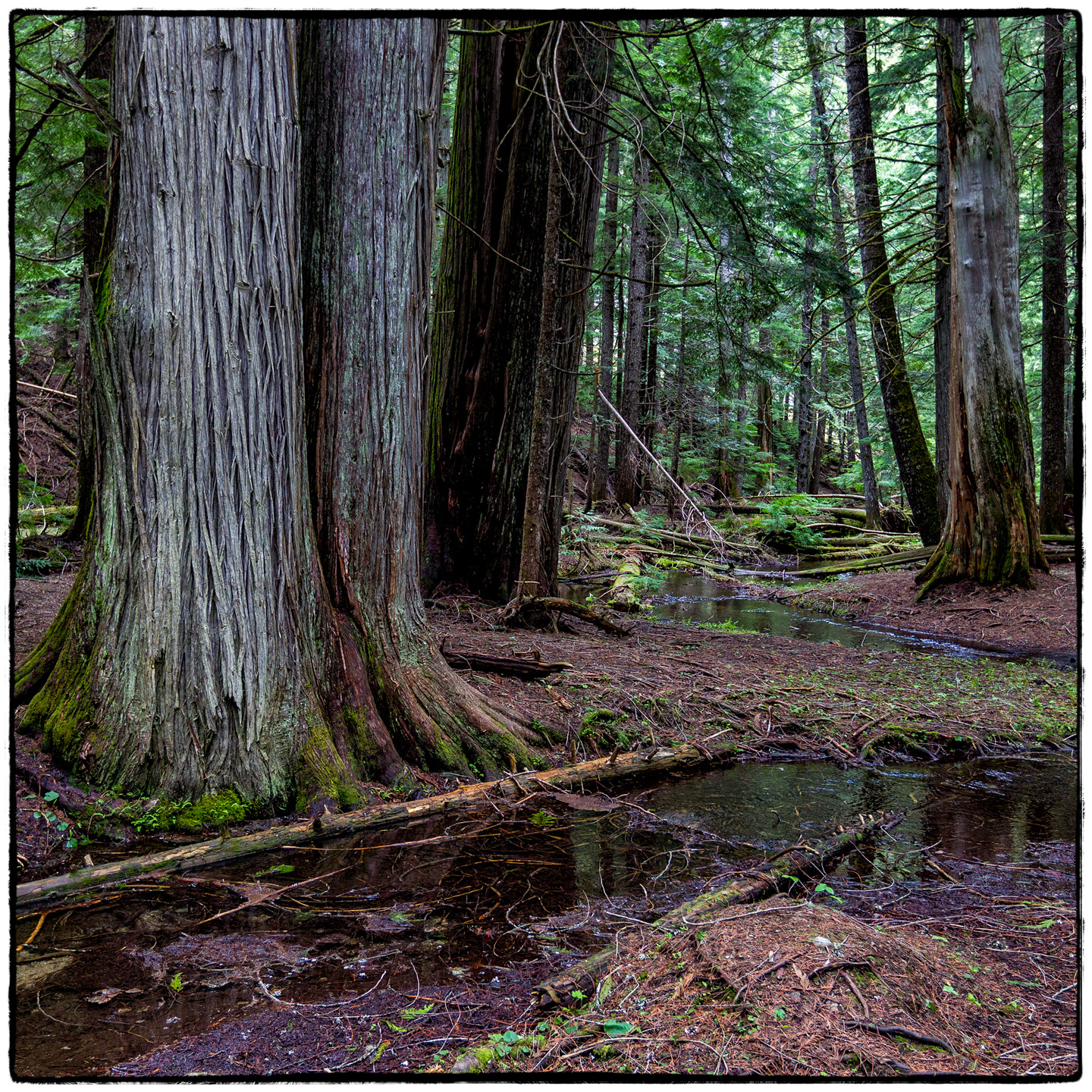 Ross Creek Cedars State Park, Montana