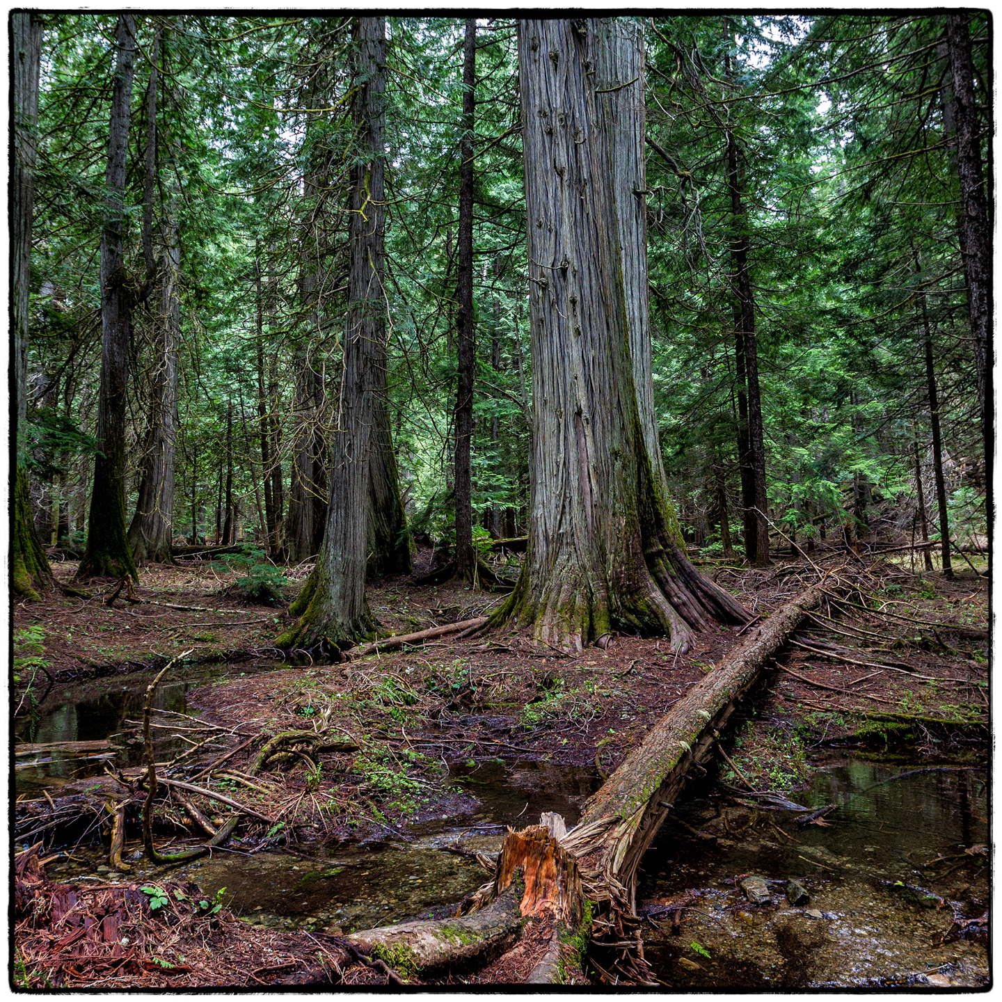 Ross Creek Cedars State Park, Montana