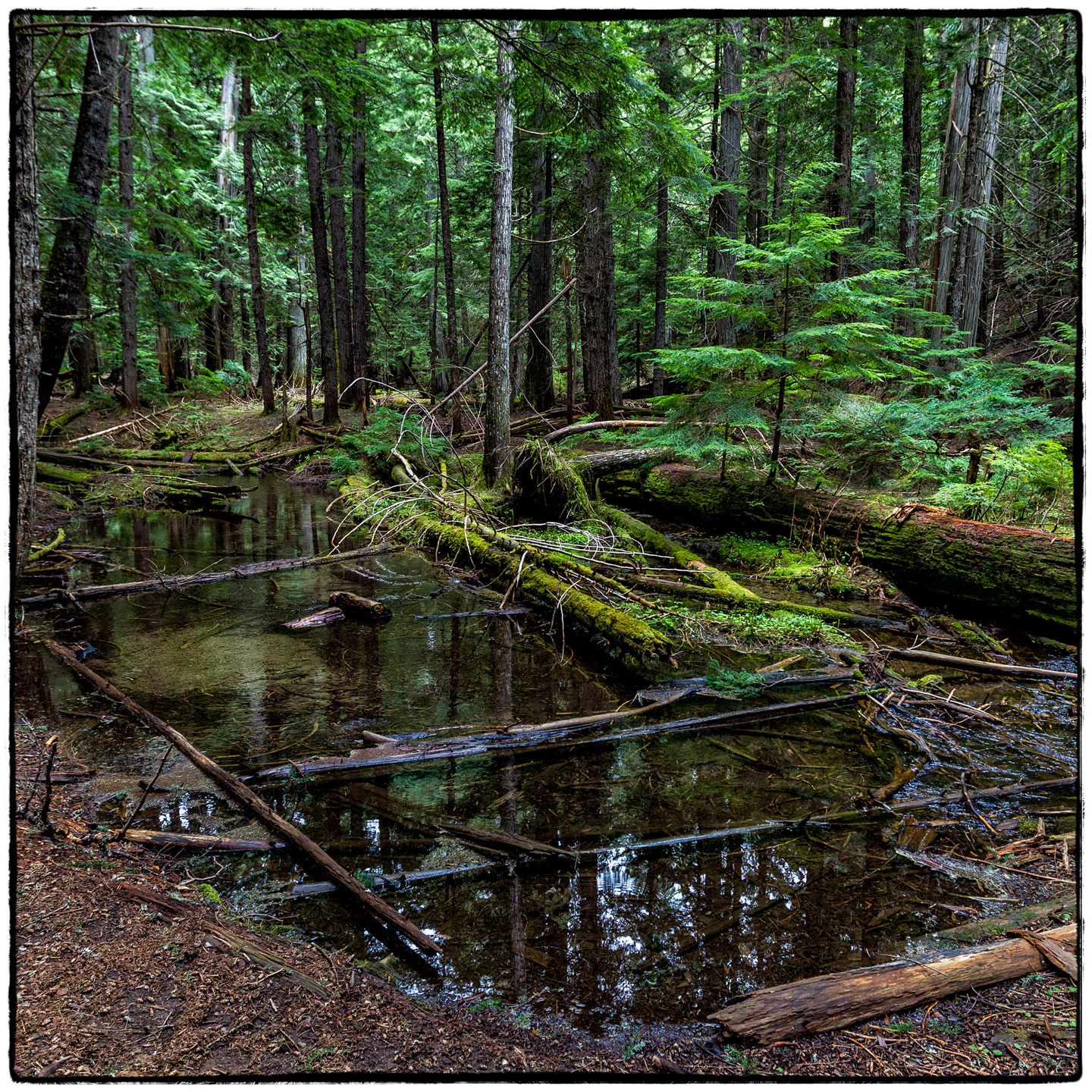 Ross Creek Cedars State Park, Montana
