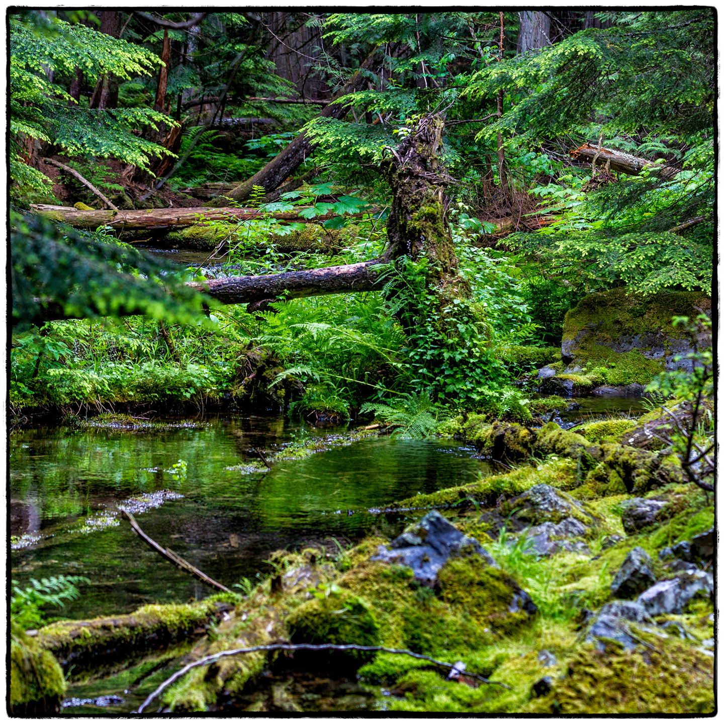 Ross Creek Cedars State Park, Montana