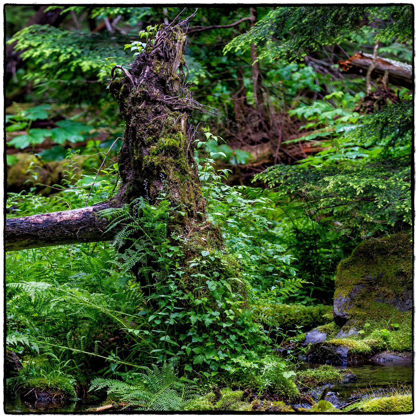 Ross Creek Cedars State Park, Montana